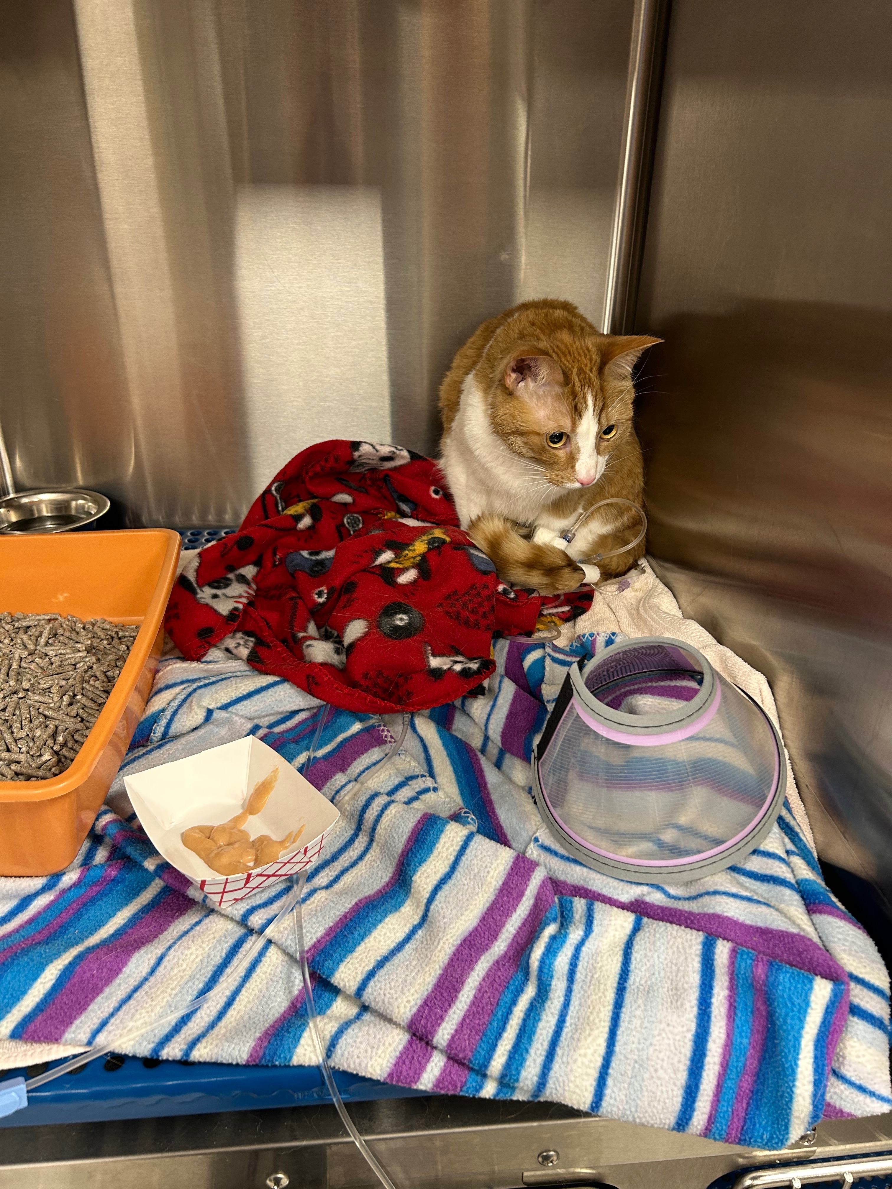Save Zuko: Urgent Surgery Needed campaign photo, 5 of 8