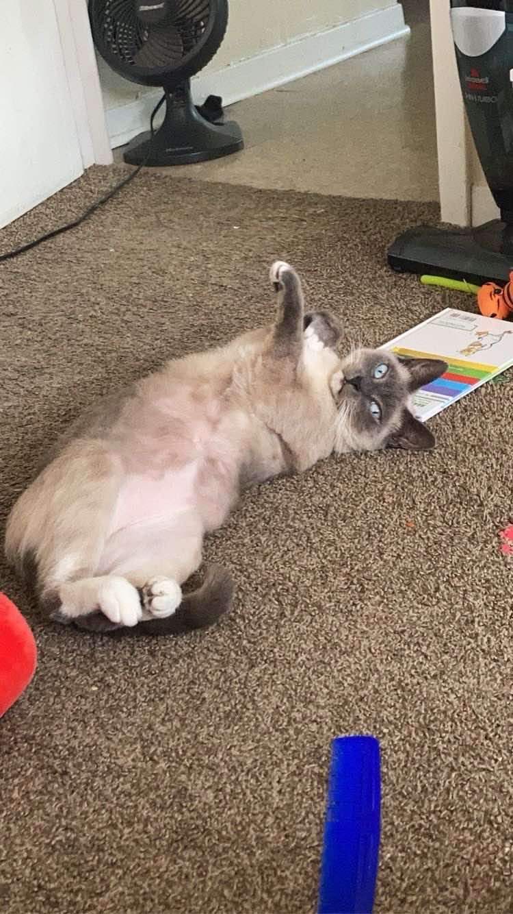 Donate To Ajani's Medical Bills campaign photo, 6 of 8