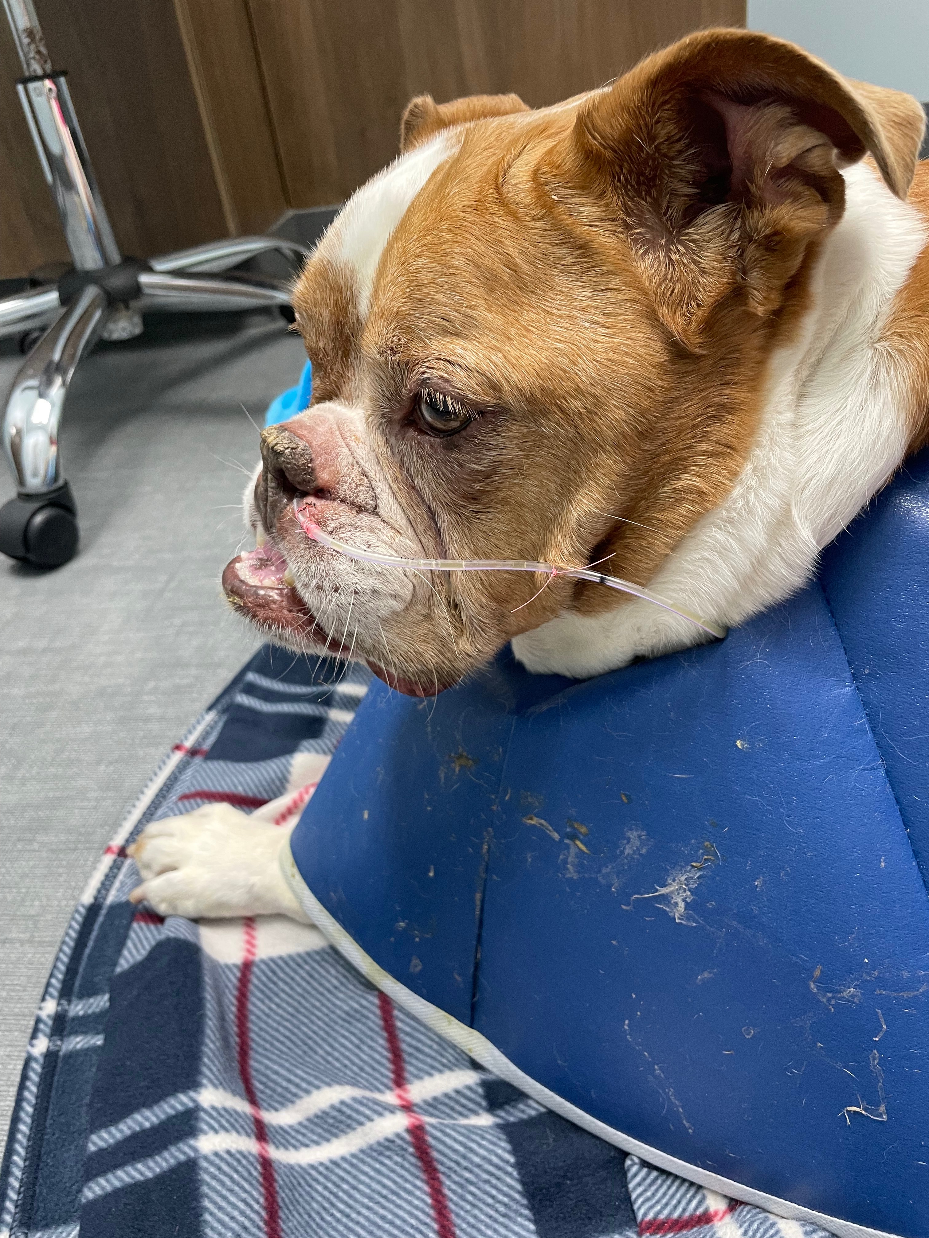 Ivy's ICU Battle: Help Cover Medical Bills campaign photo, 6 of 7
