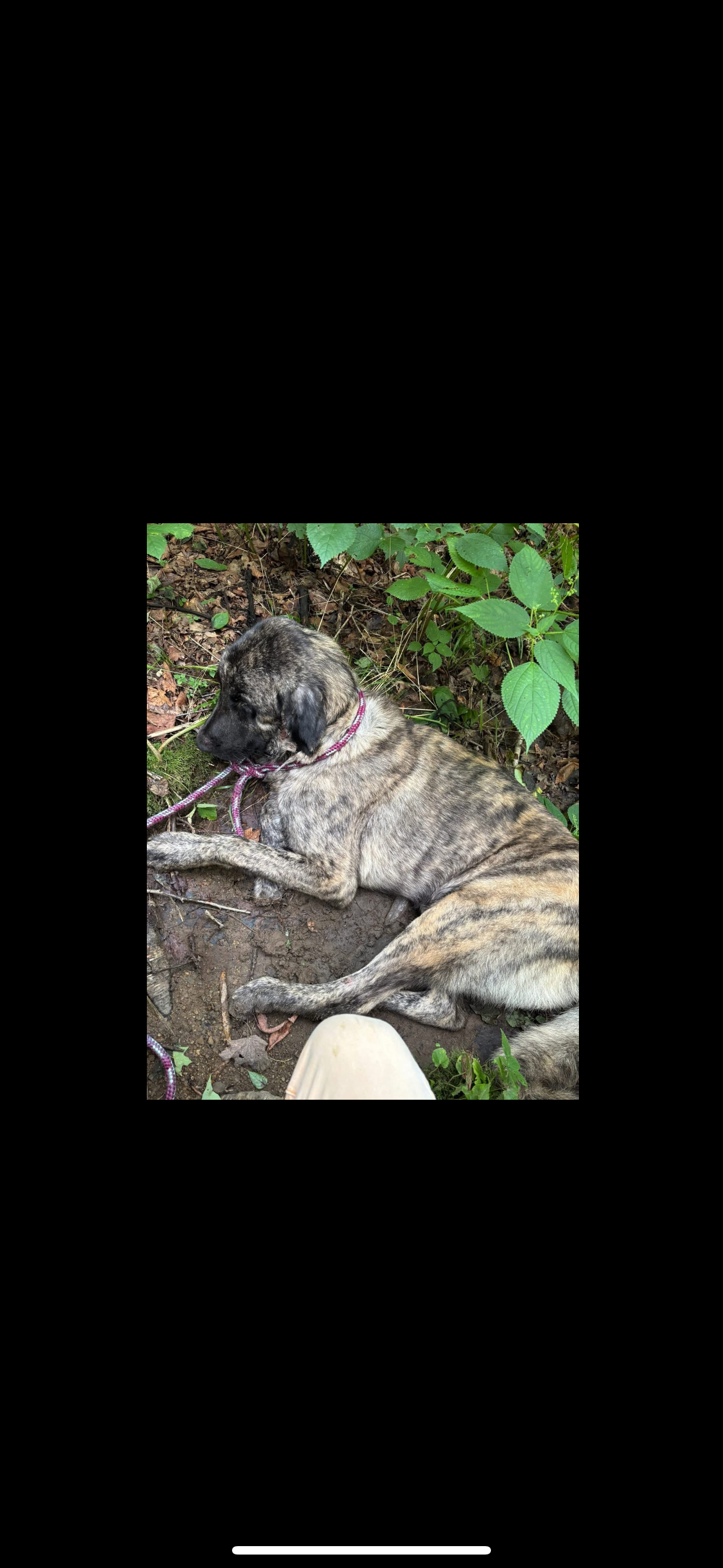 Urgent Care Needed for Injured Scenic Highway Rescue Dog campaign photo, 5 of 6