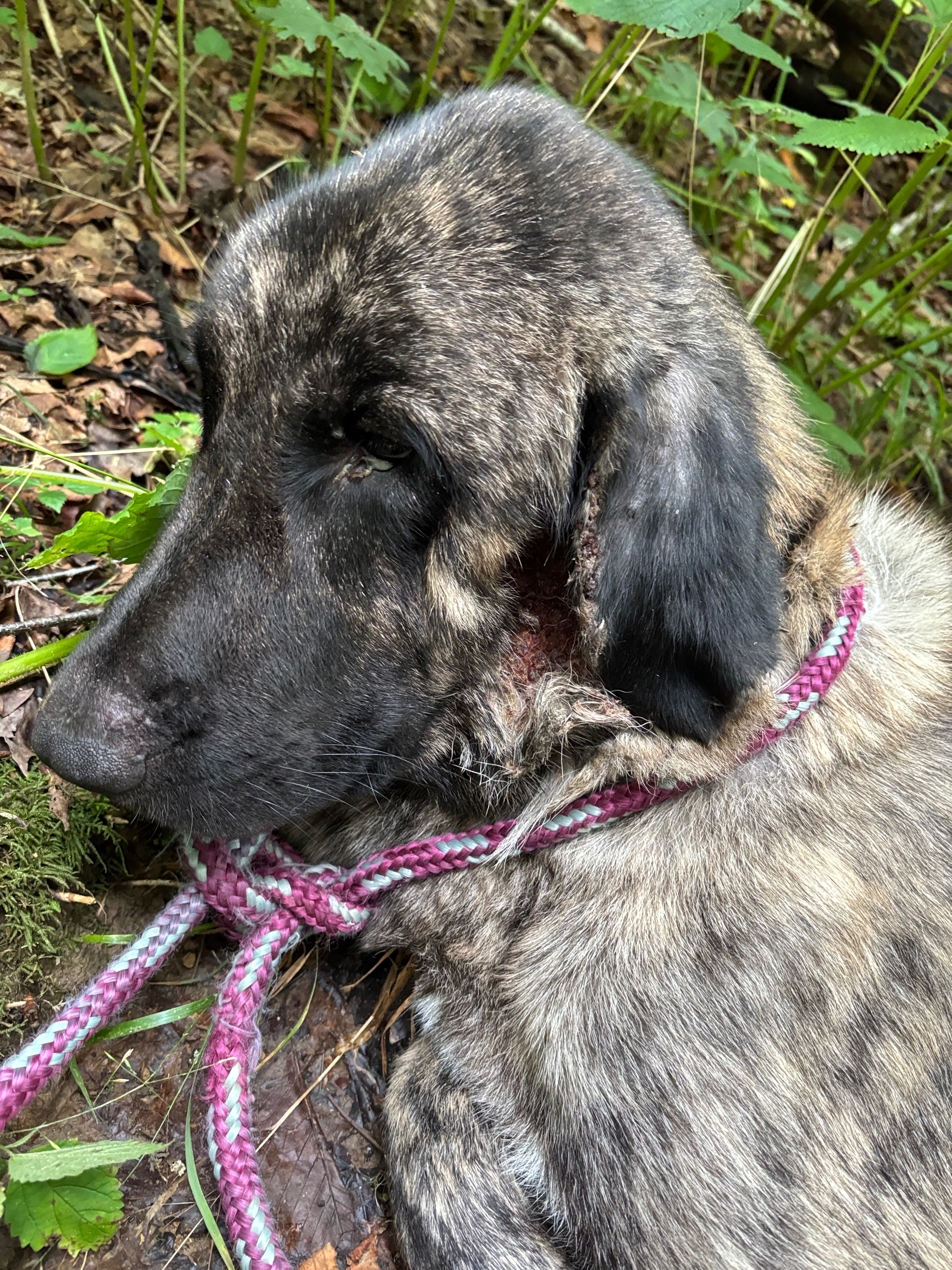 Urgent Care Needed for Injured Scenic Highway Rescue Dog campaign photo, 2 of 6