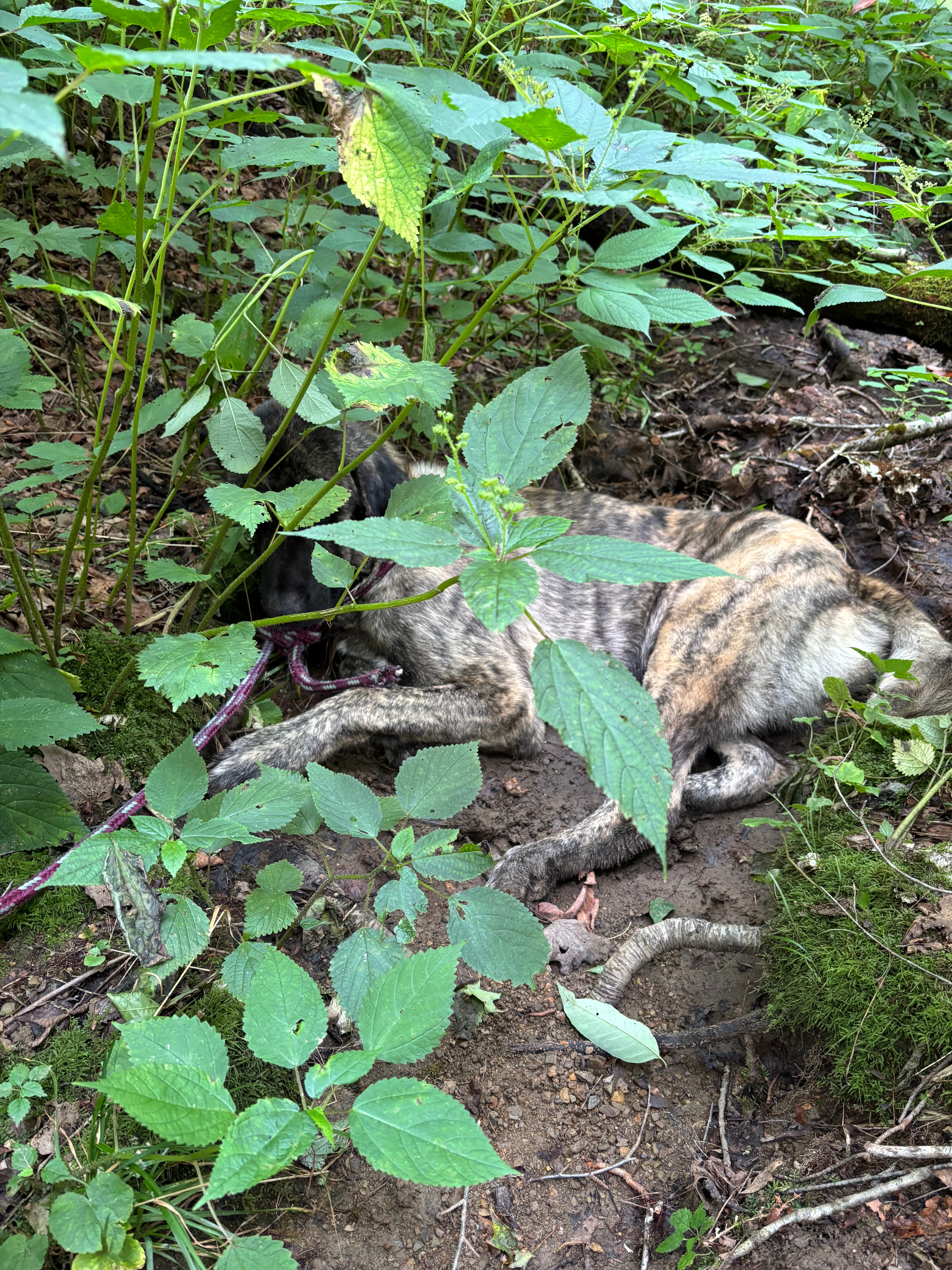 Urgent Care Needed for Injured Scenic Highway Rescue Dog campaign photo, 4 of 6