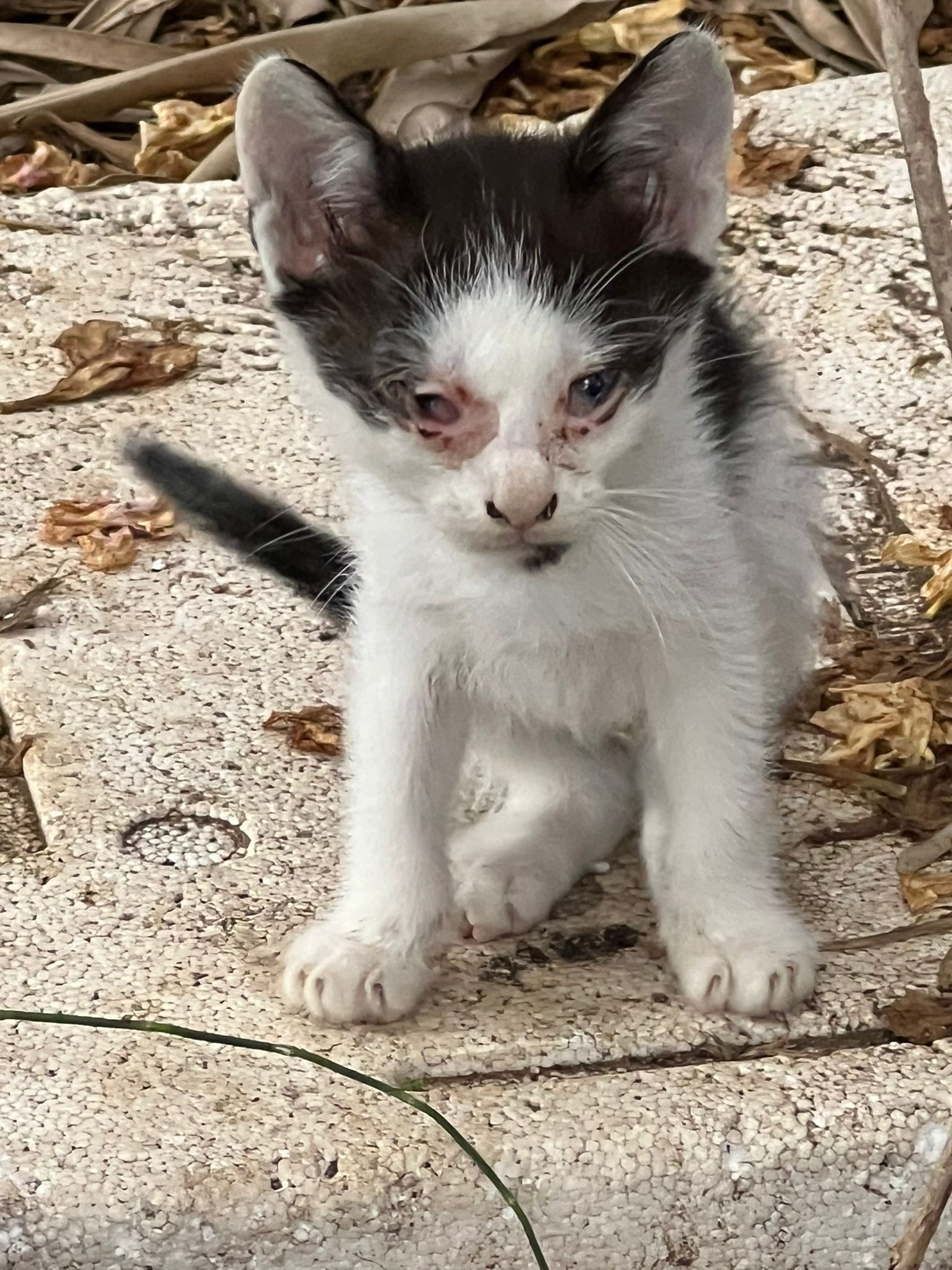 Aiutaci a saldare il debito veterinario campaign photo, 5 of 7