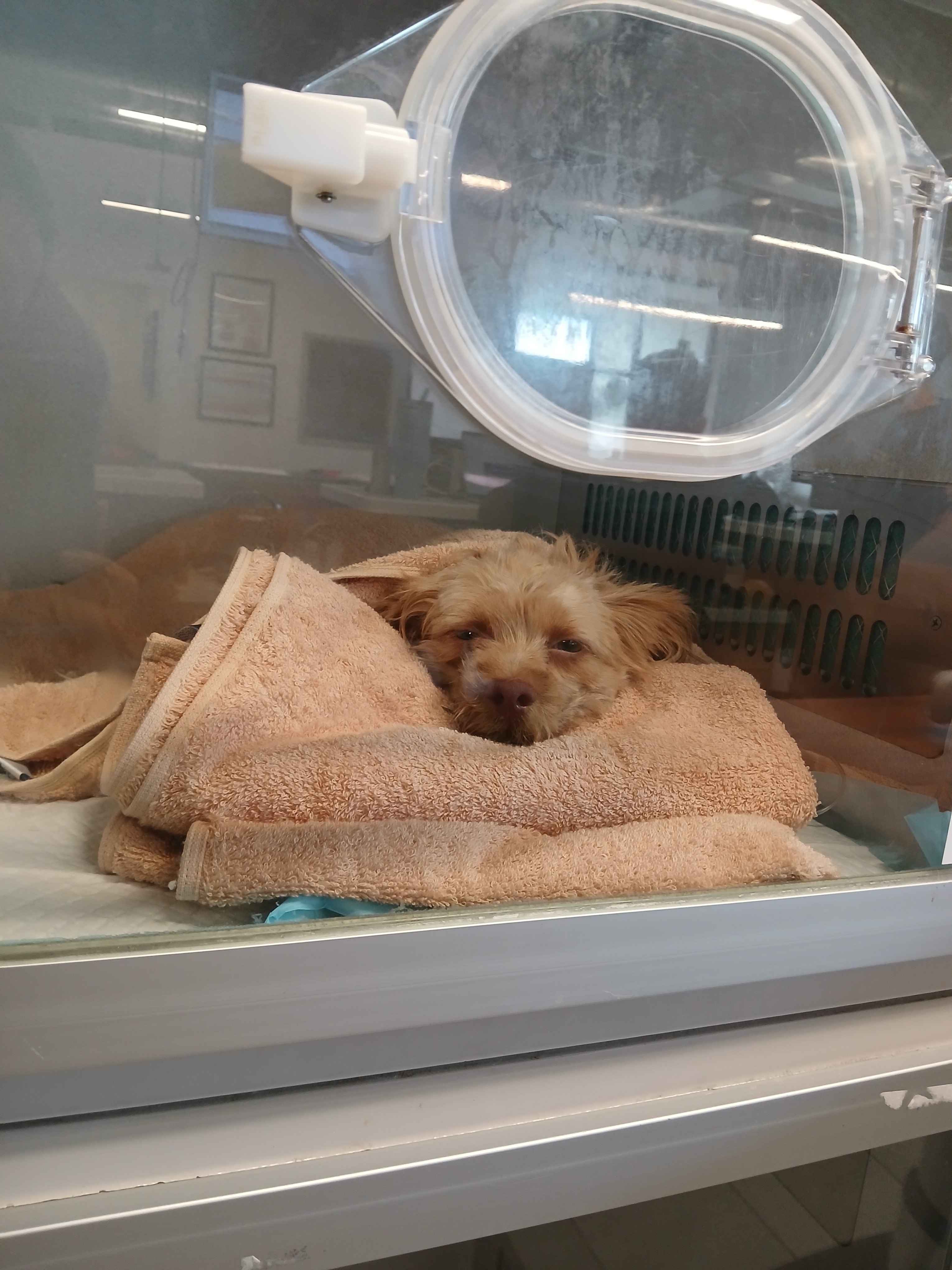 Donate to Save Leo's Life and Aid Recovery campaign photo, 2 of 4