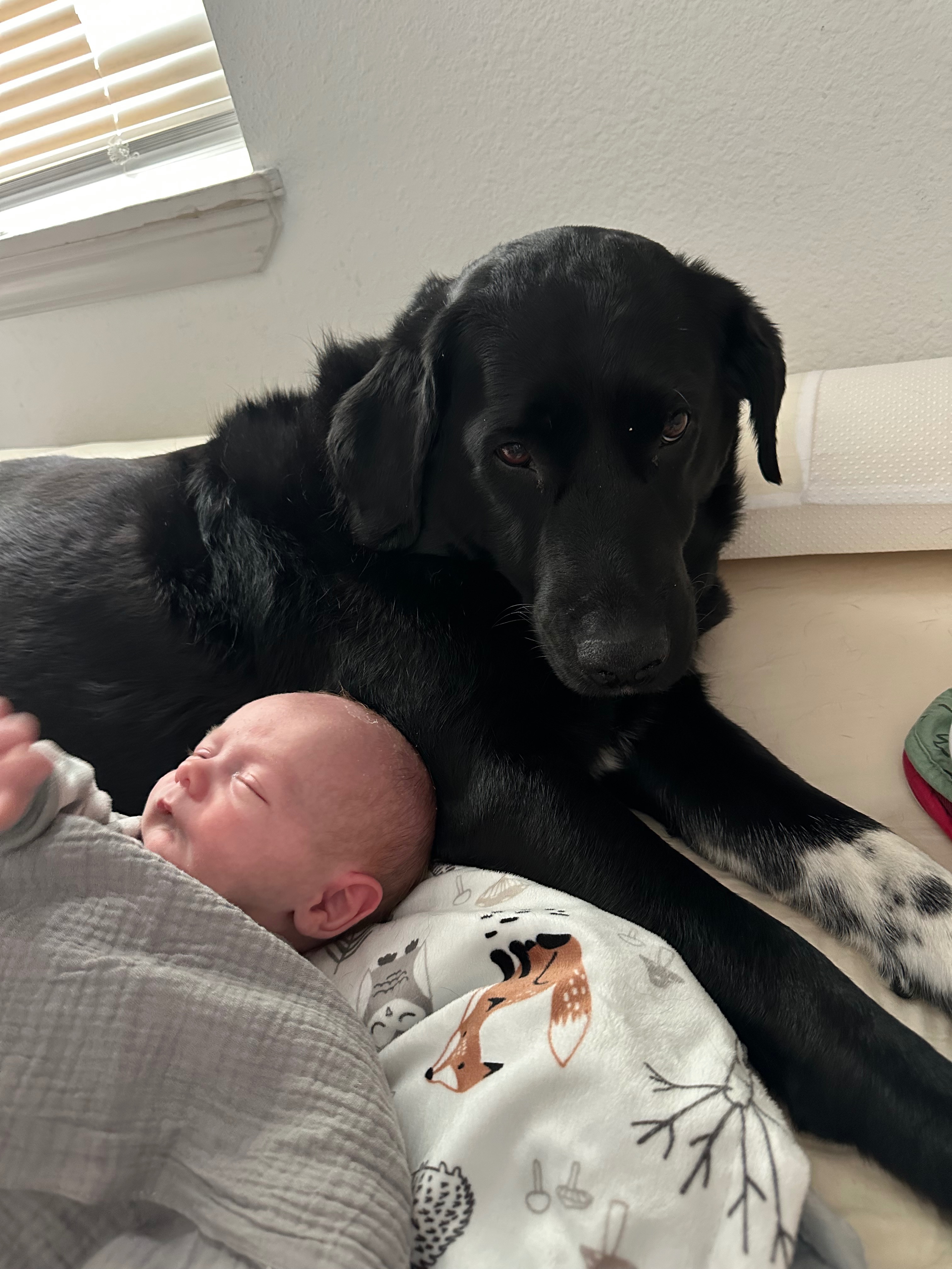Emergency Vet Fund for My Sweet Pup campaign photo, 2 of 7