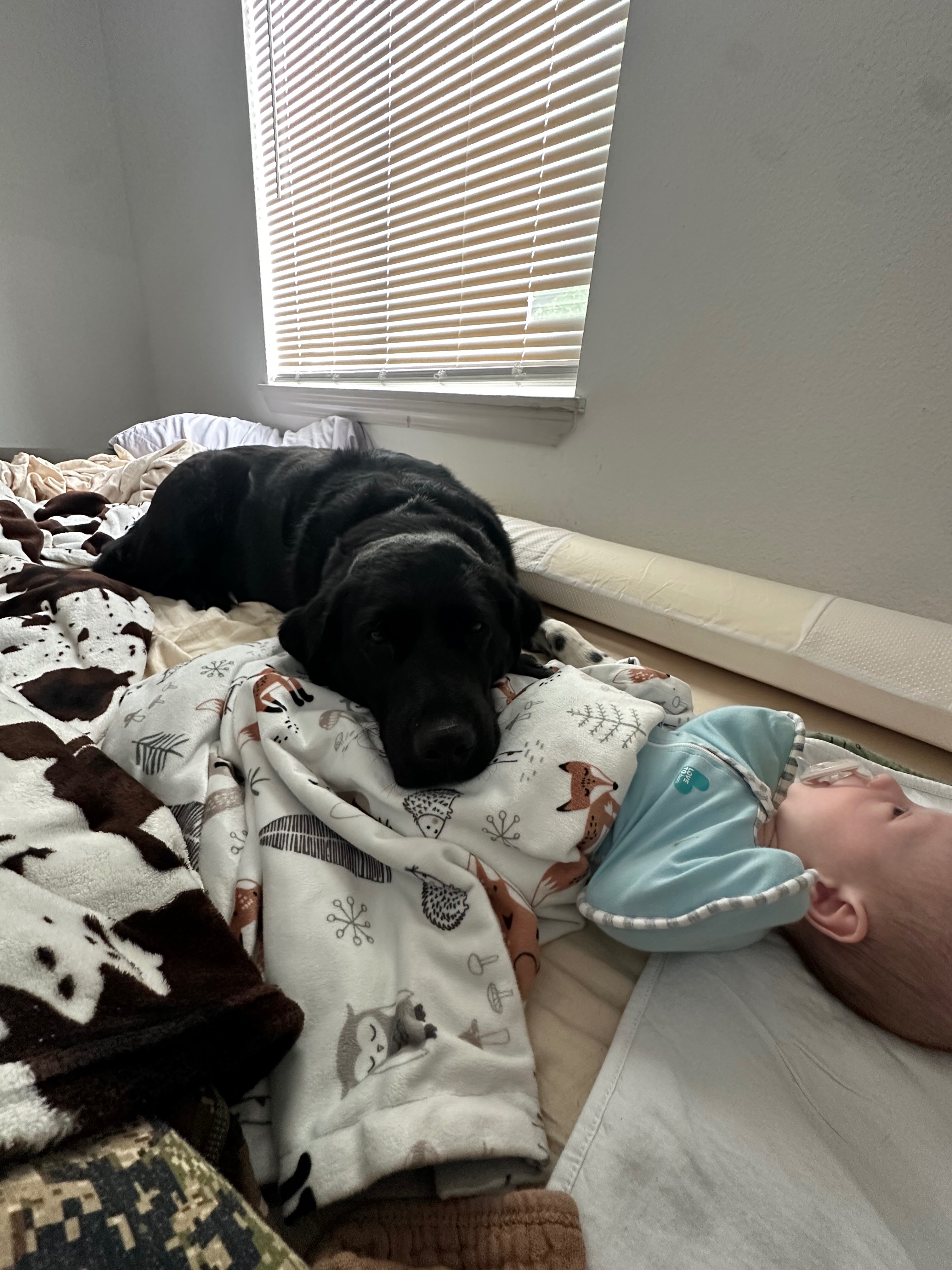 Emergency Vet Fund for My Sweet Pup campaign photo, 4 of 7