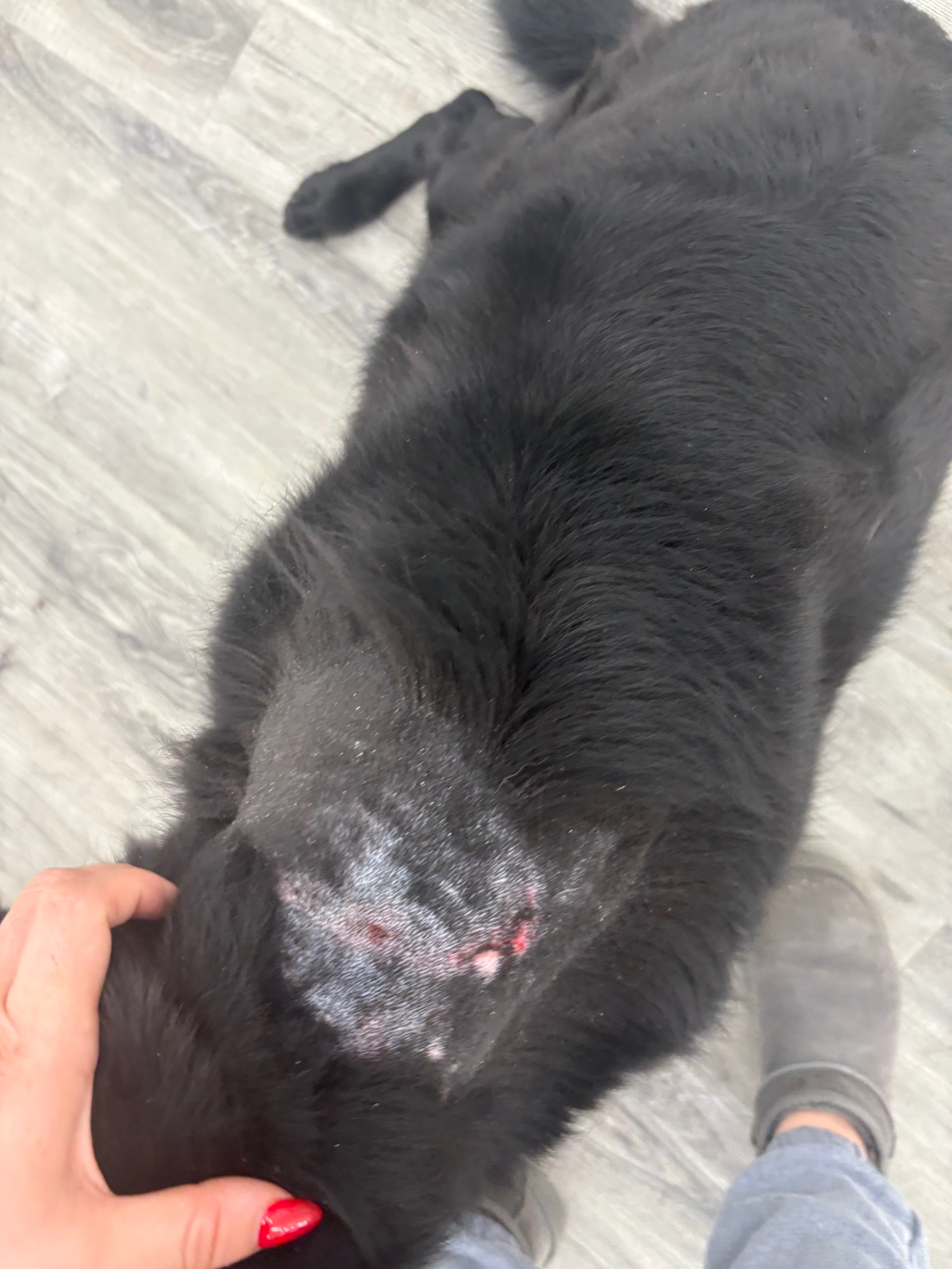 Emergency Vet Fund for My Sweet Pup campaign photo, 5 of 7