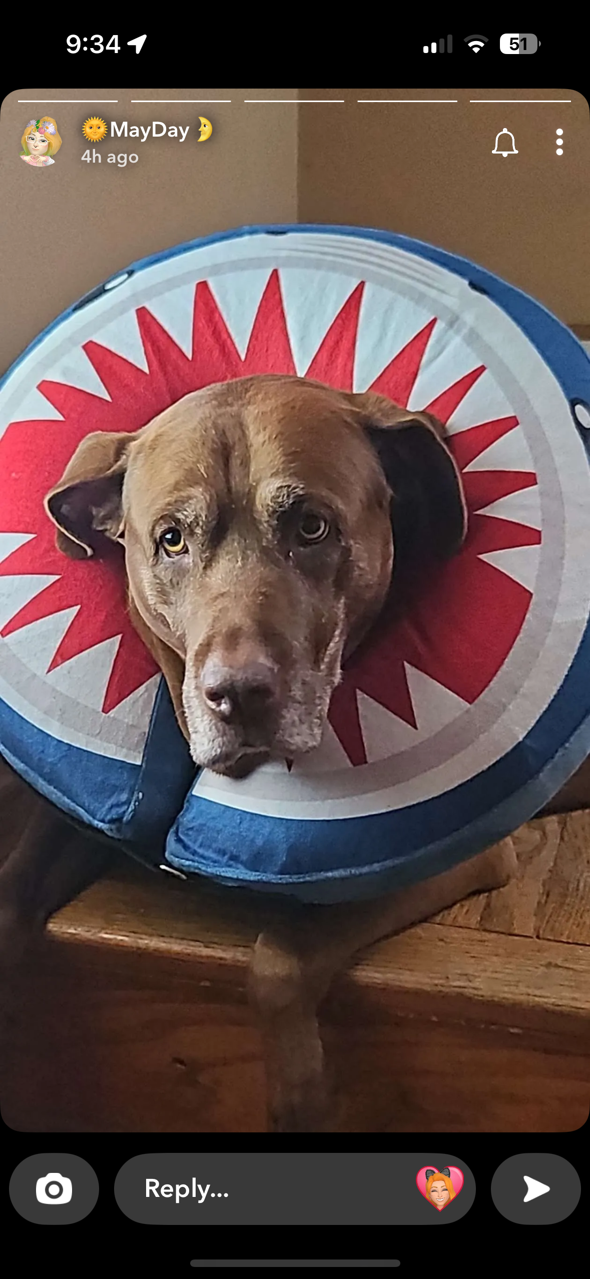 Give Obi a Fighting Chance: Please help Fund His Surgery campaign photo, 6 of 7