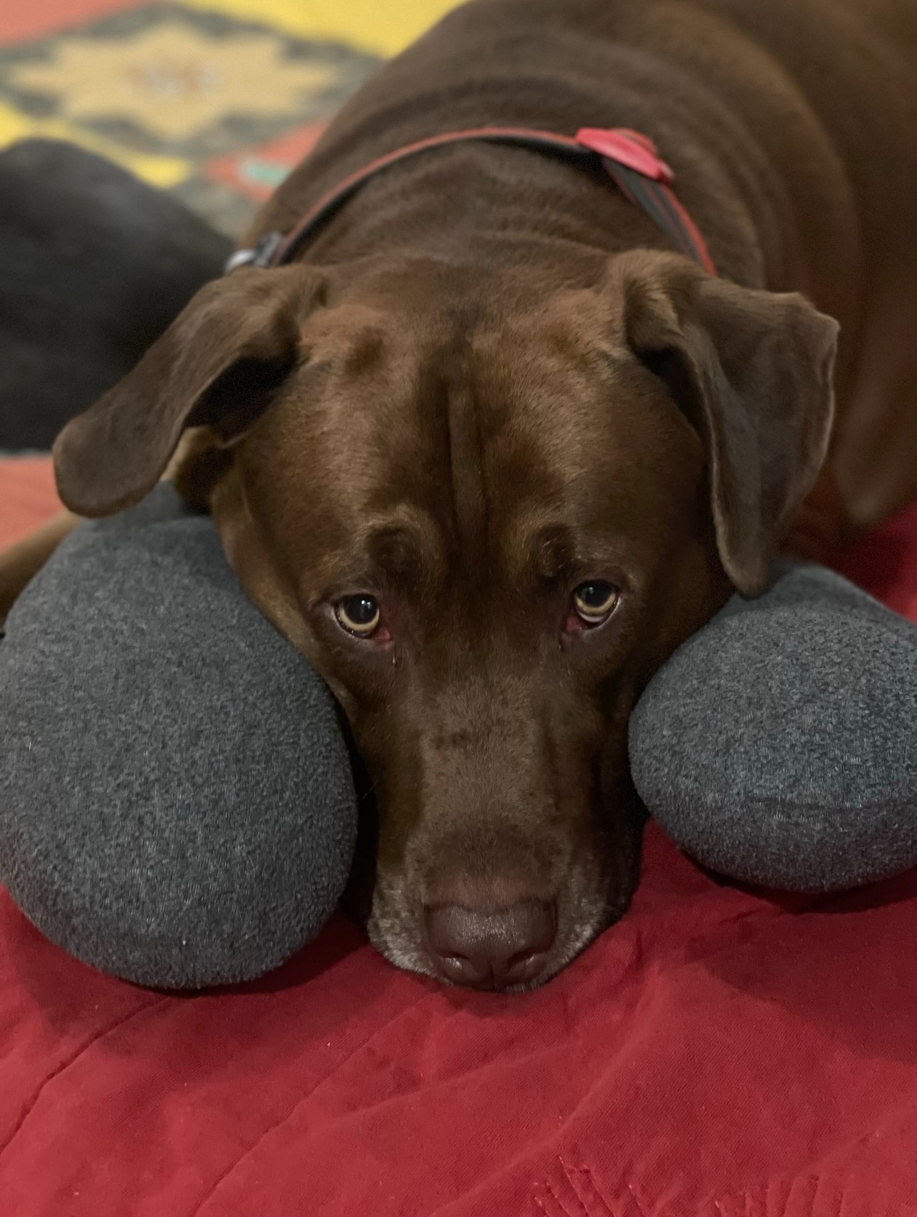 Give Obi a Fighting Chance: Please help Fund His Surgery campaign photo, 2 of 7