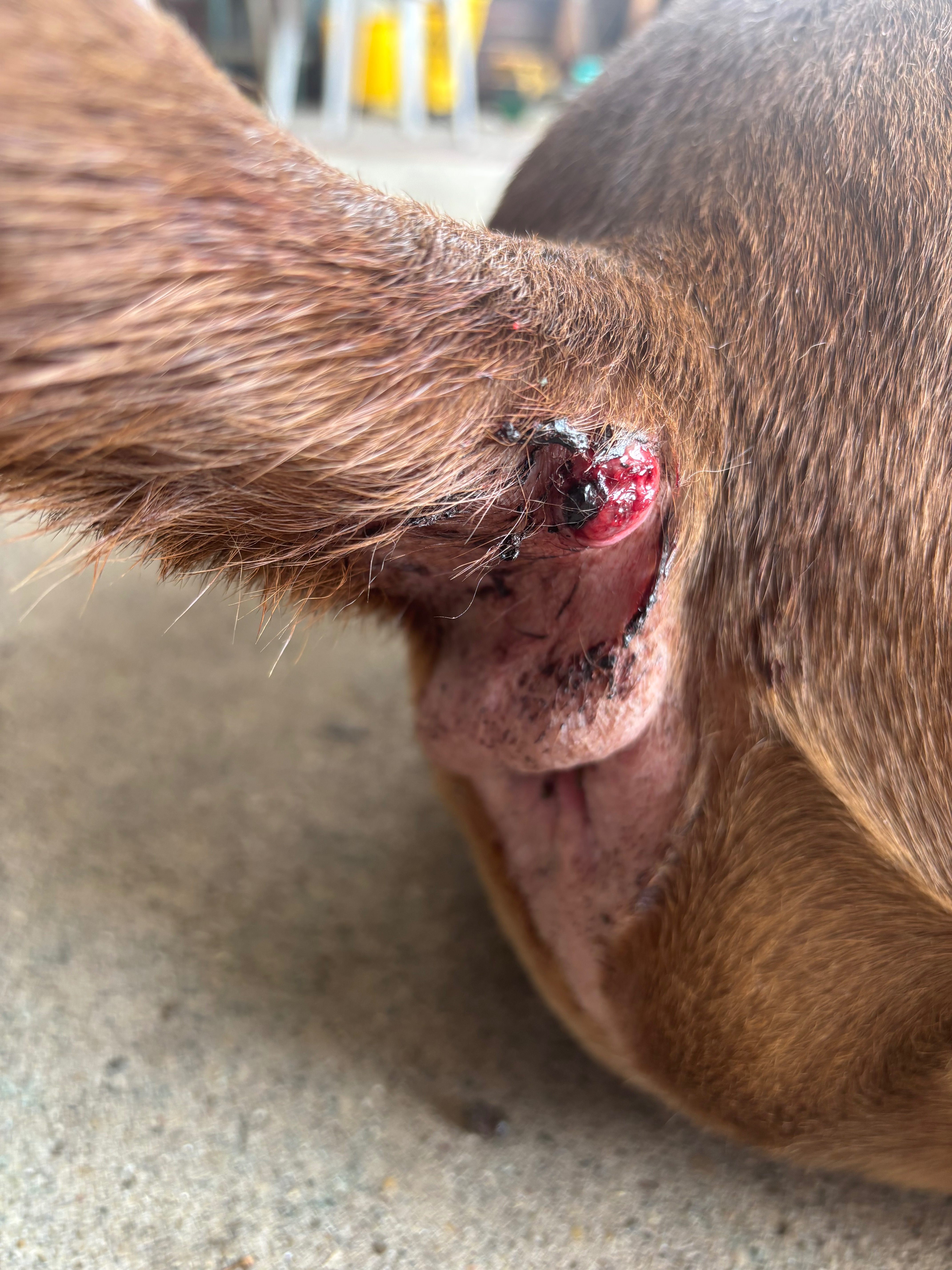Give Obi a Fighting Chance: Please help Fund His Surgery campaign photo, 4 of 7