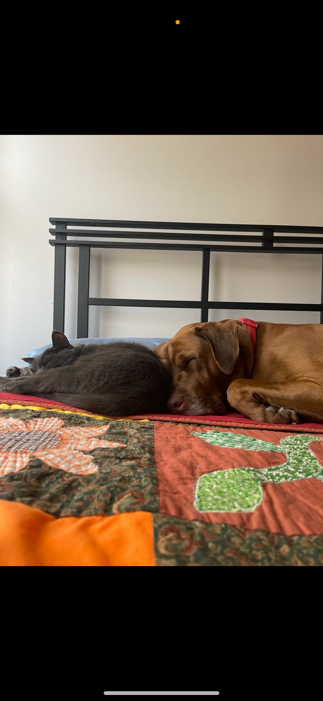 Give Obi a Fighting Chance: Please help Fund His Surgery campaign photo, 5 of 7