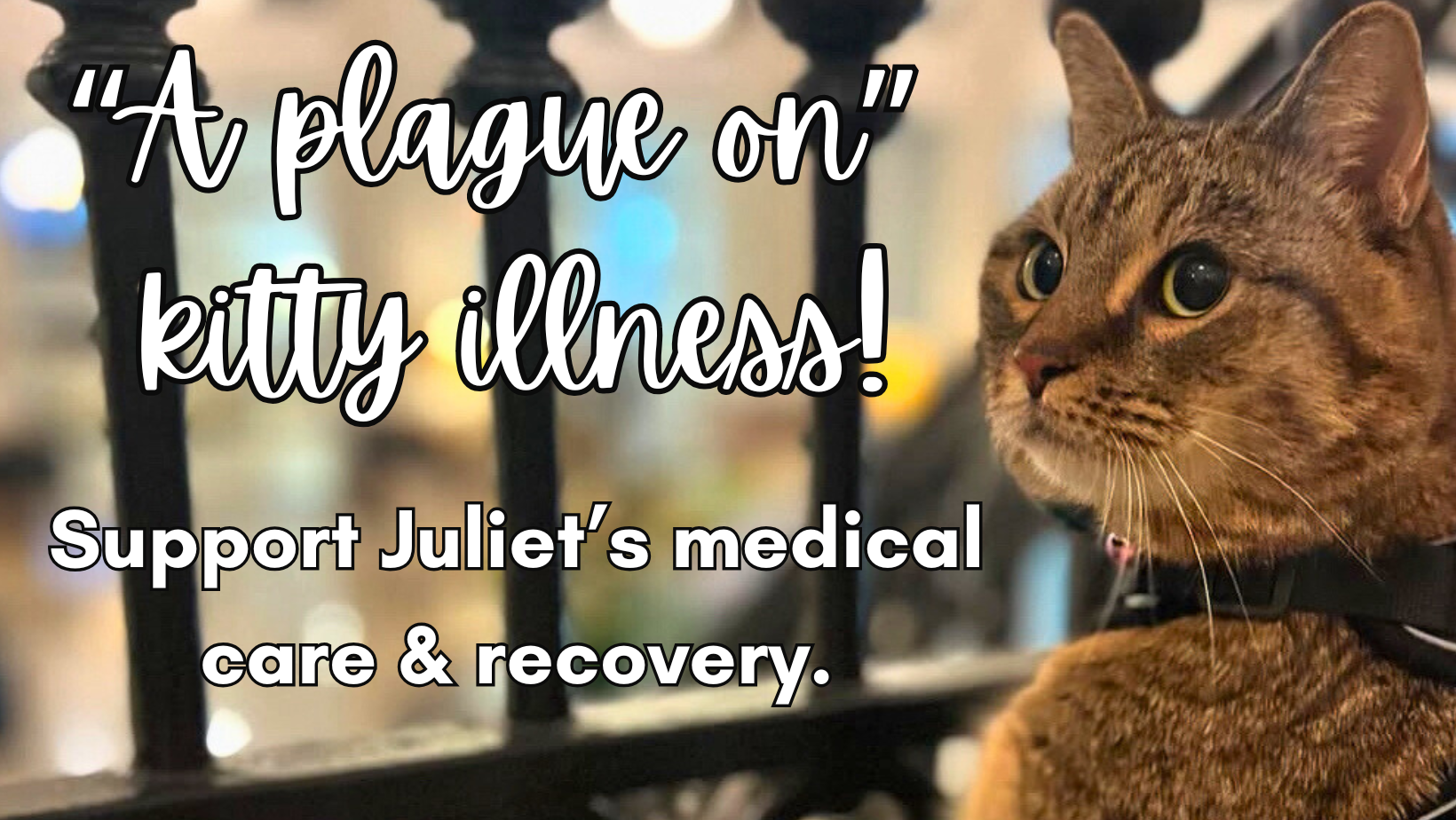“A plague on” kitty illness: Support Juliet’s medical care campaign photo, 7 of 8