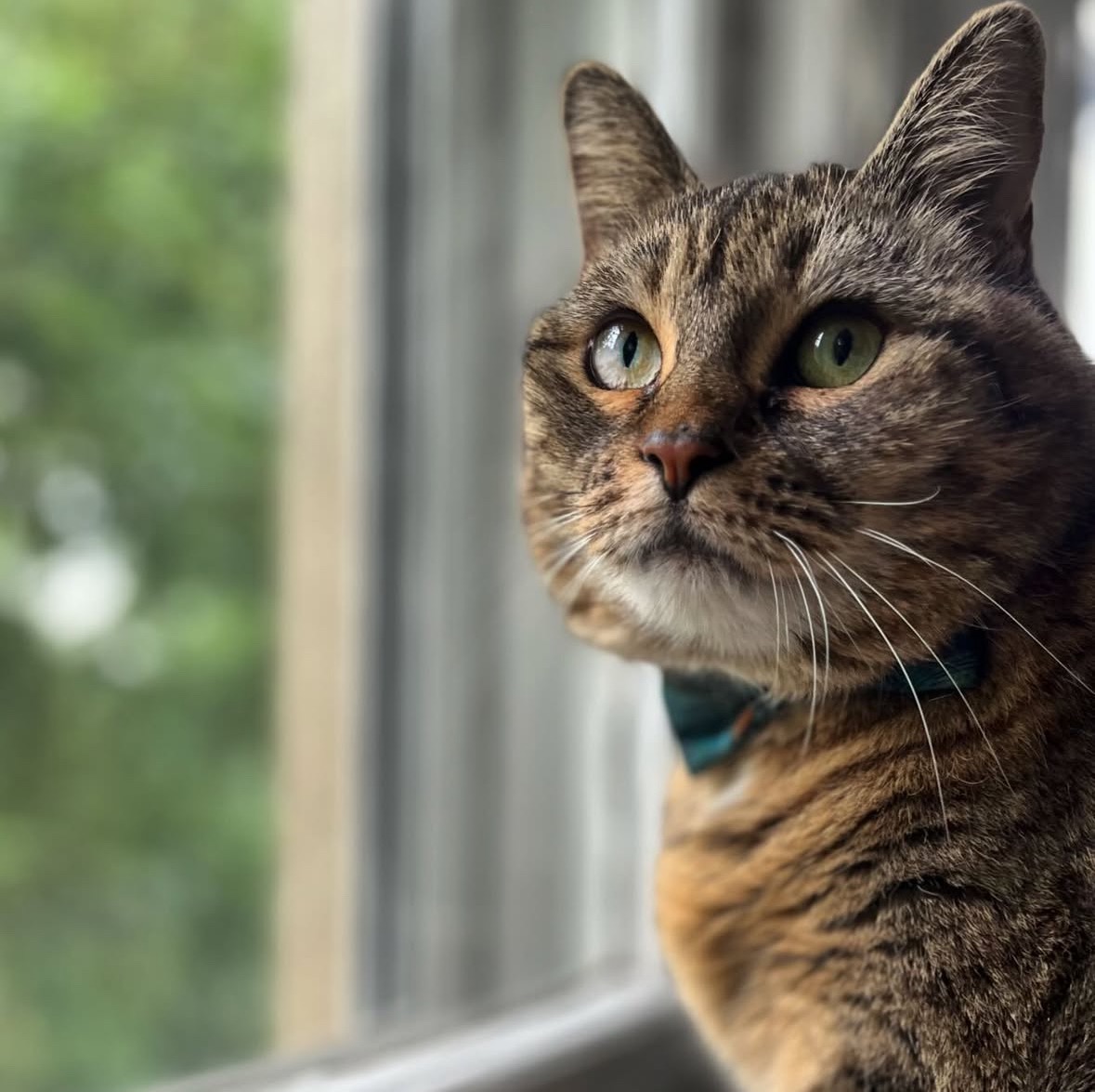 “A plague on” kitty illness: Support Juliet’s medical care campaign photo, 2 of 8