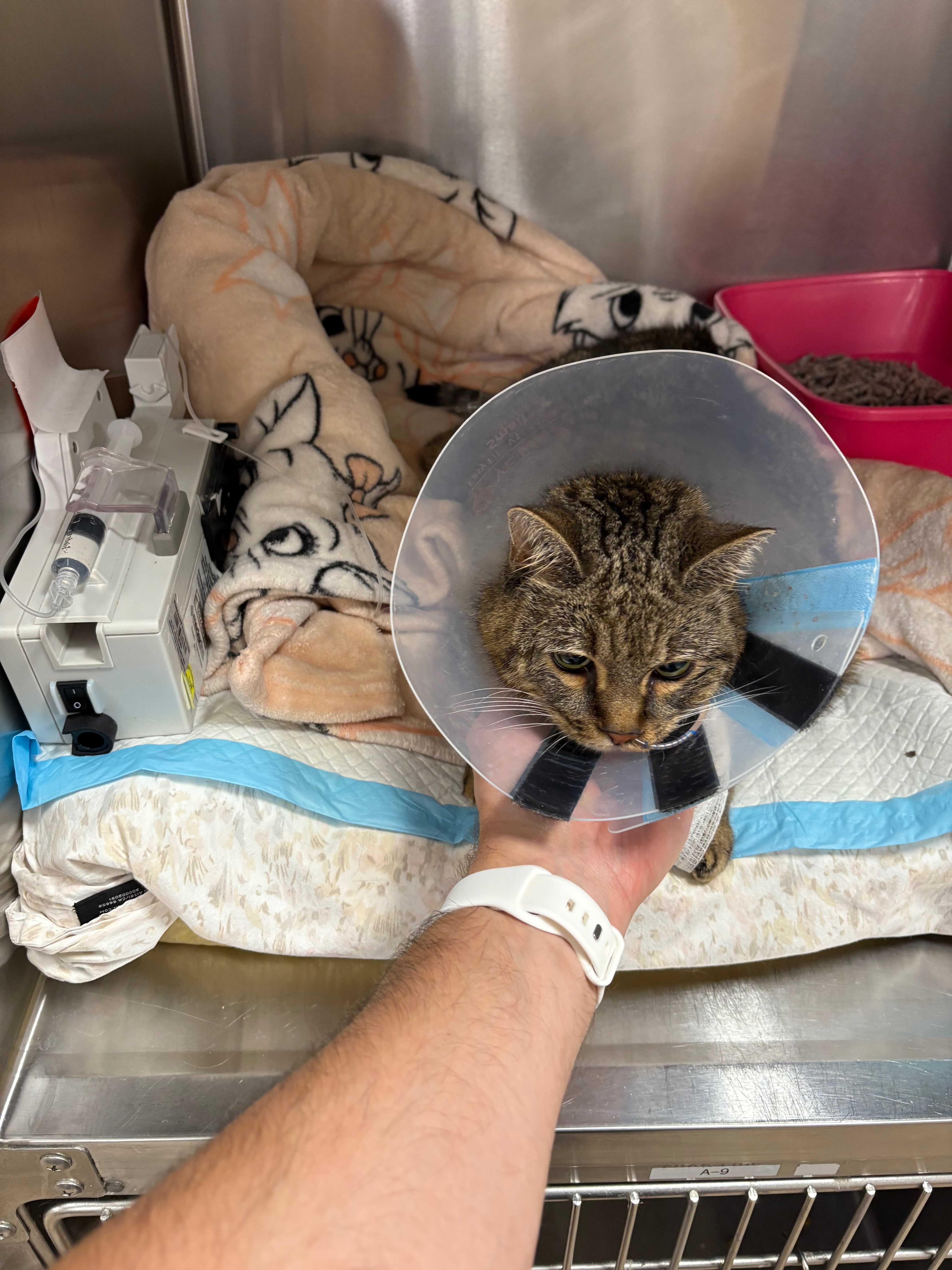 “A plague on” kitty illness: Support Juliet’s medical care campaign photo, 4 of 8