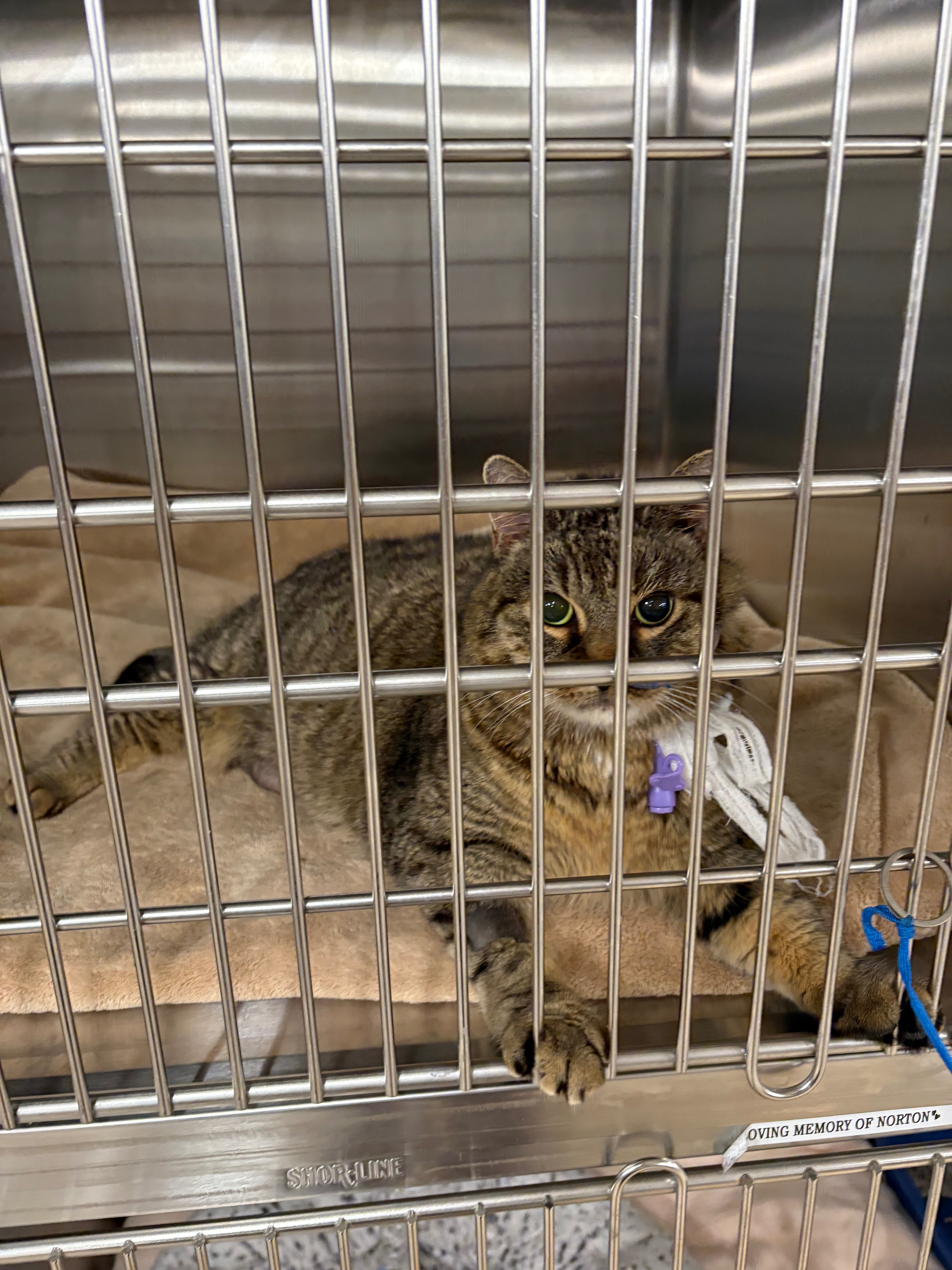 “A plague on” kitty illness: Support Juliet’s medical care campaign photo, 5 of 8