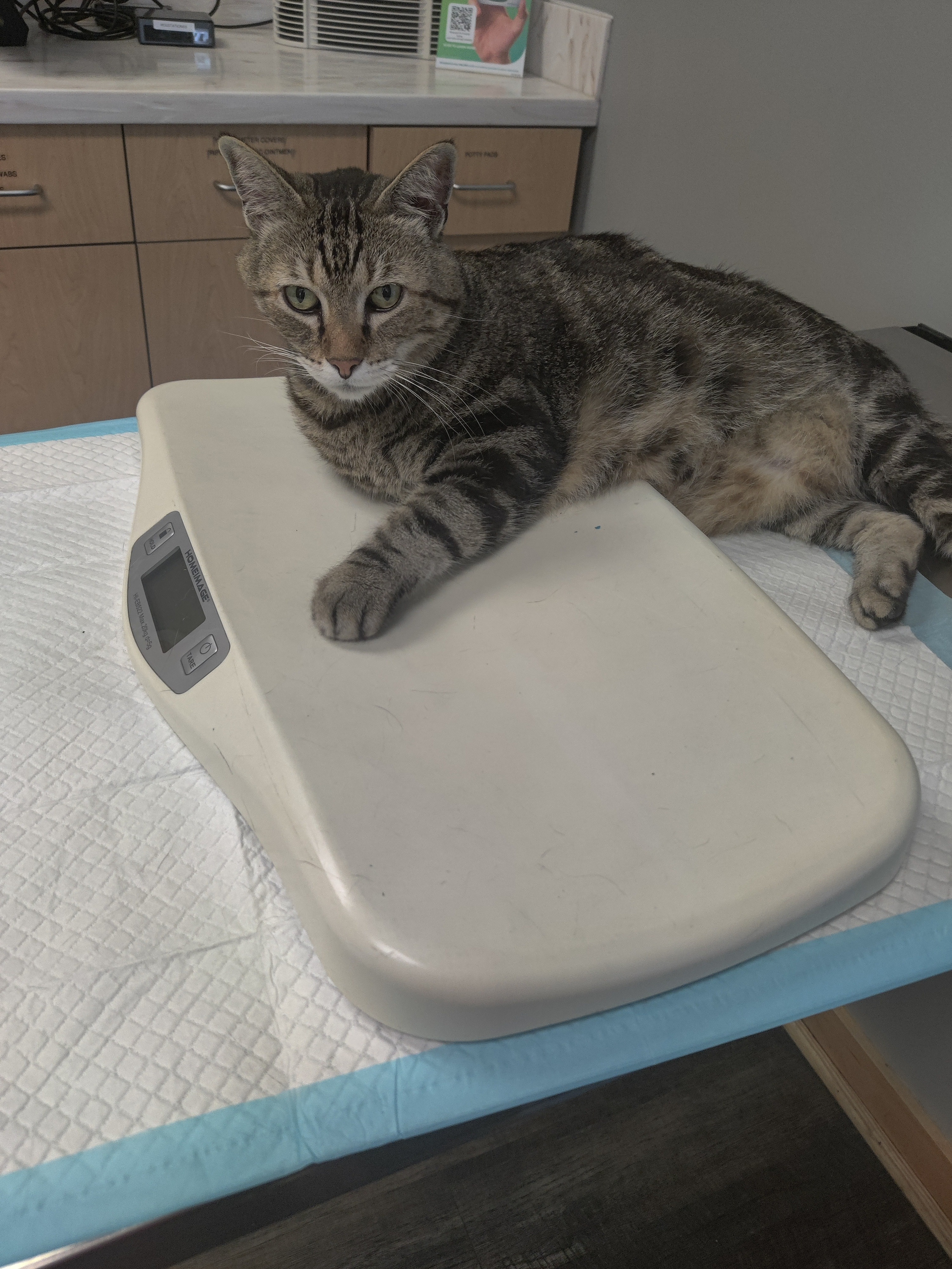 Leon's Life Matters: Surgery Fundraiser campaign photo, 5 of 6