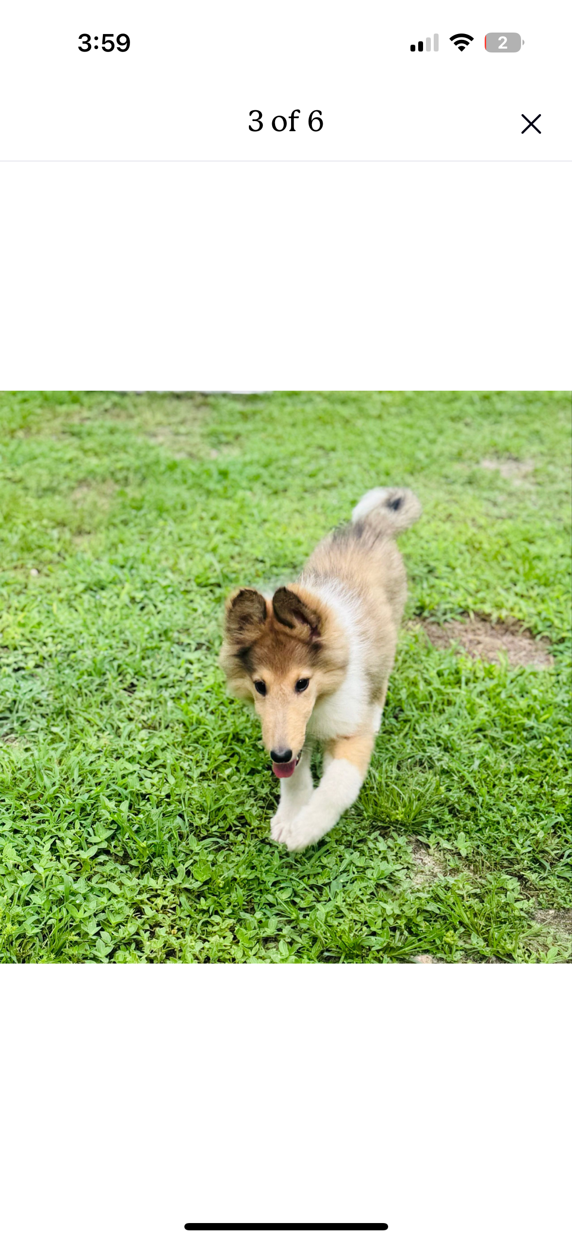 Help Jailynn raise money to pay off her Service Dog prospect campaign photo, 4 of 5
