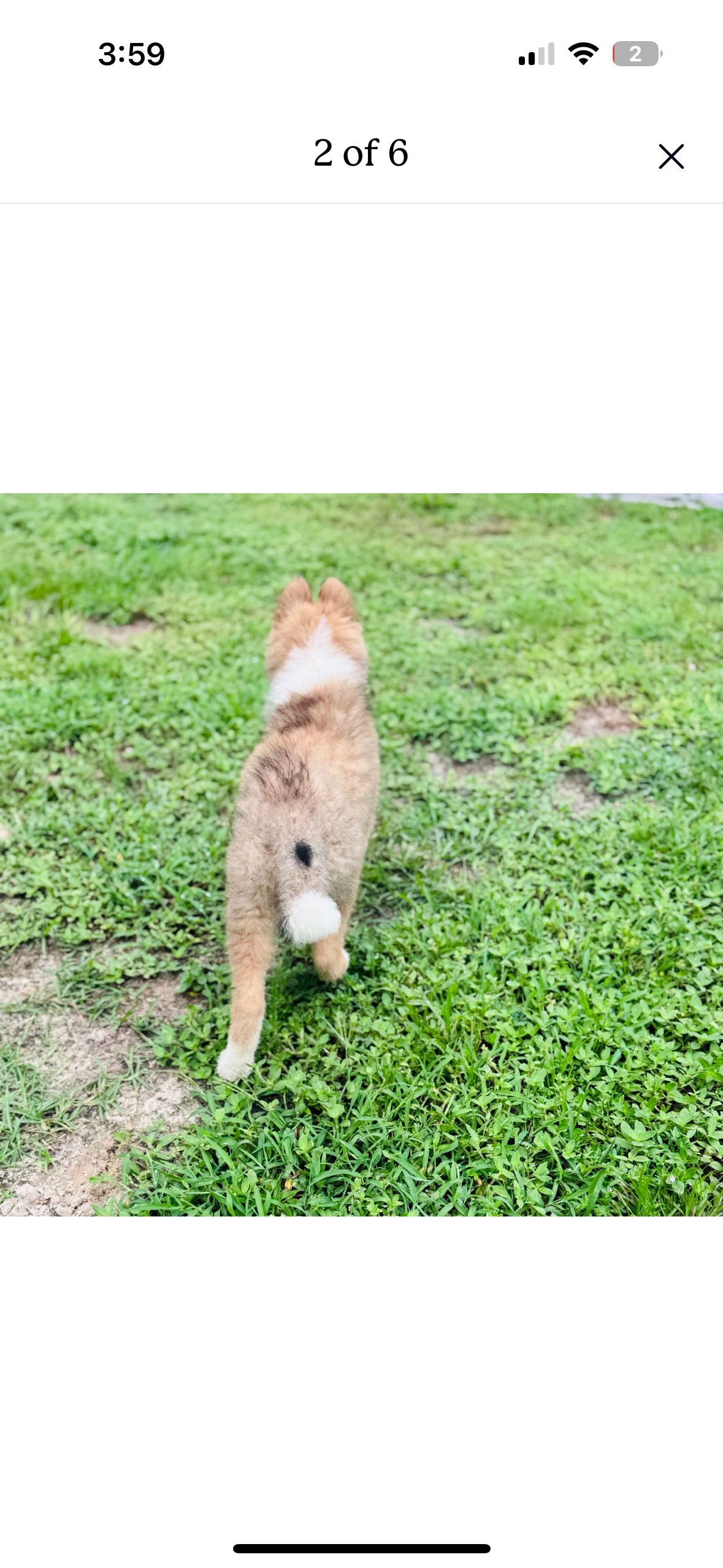 Help Jailynn raise money to pay off her Service Dog prospect campaign photo, 2 of 5