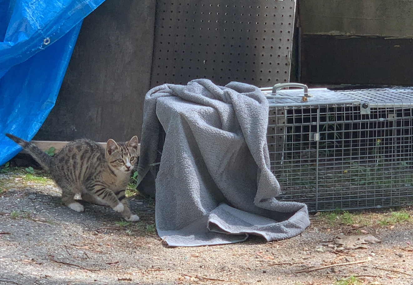 Urgent: Support TNR for 8 Feral Cats campaign photo, 2 of 4