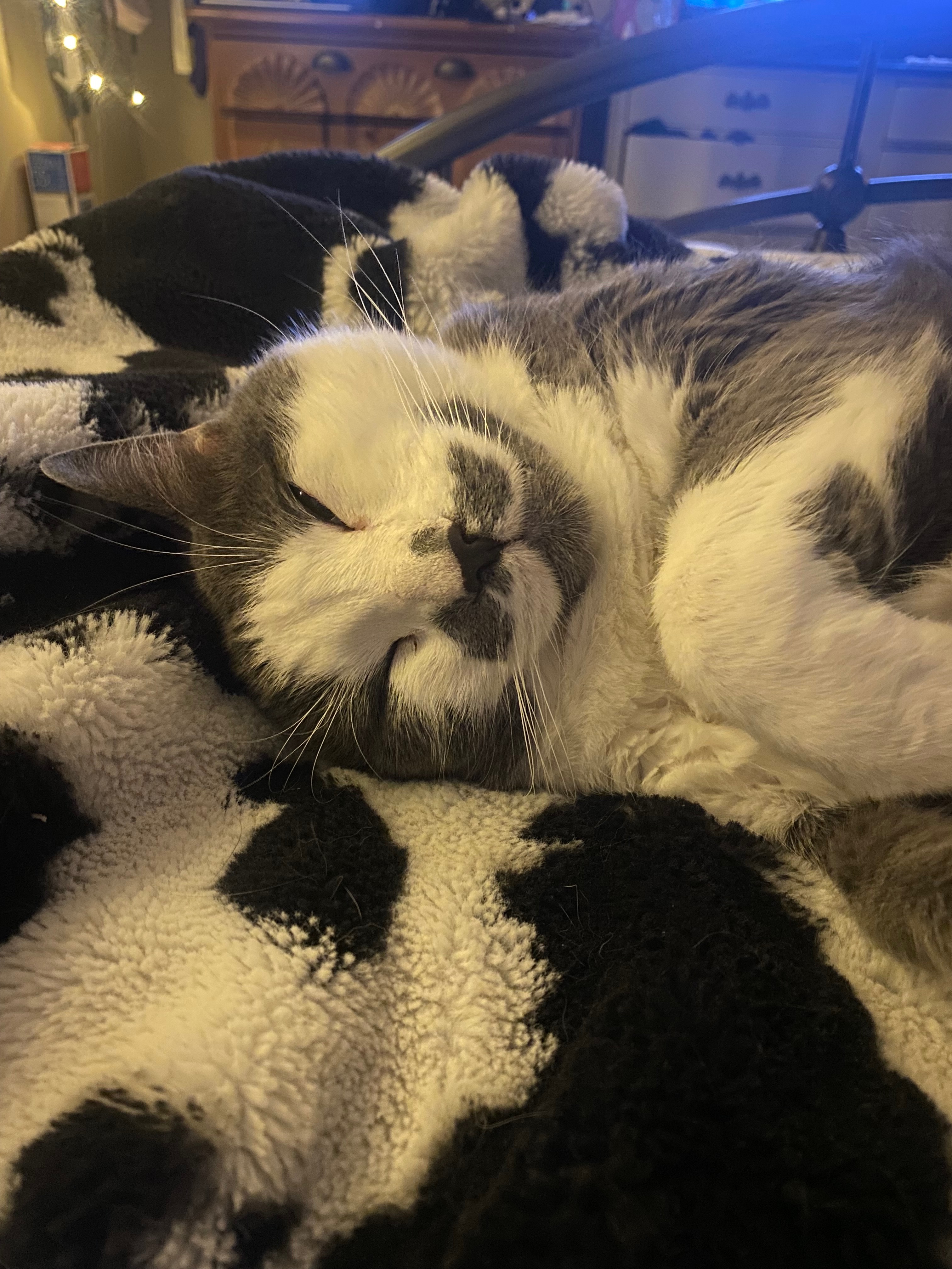 In Memory of Marcel (Help with his Medical Bills) campaign photo, 7 of 8
