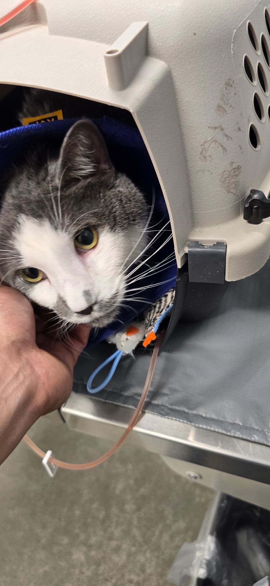 In Memory of Marcel (Help with his Medical Bills) campaign photo, 2 of 8