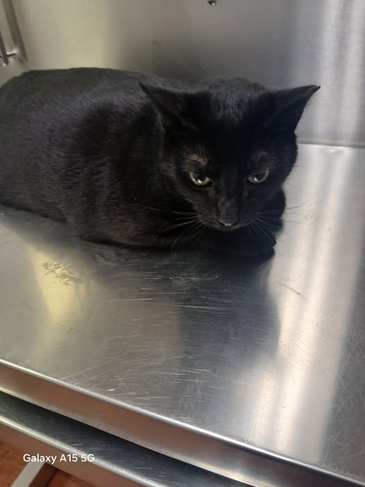 Save Shadow: Emergency Vet Needed campaign photo, 7 of 8