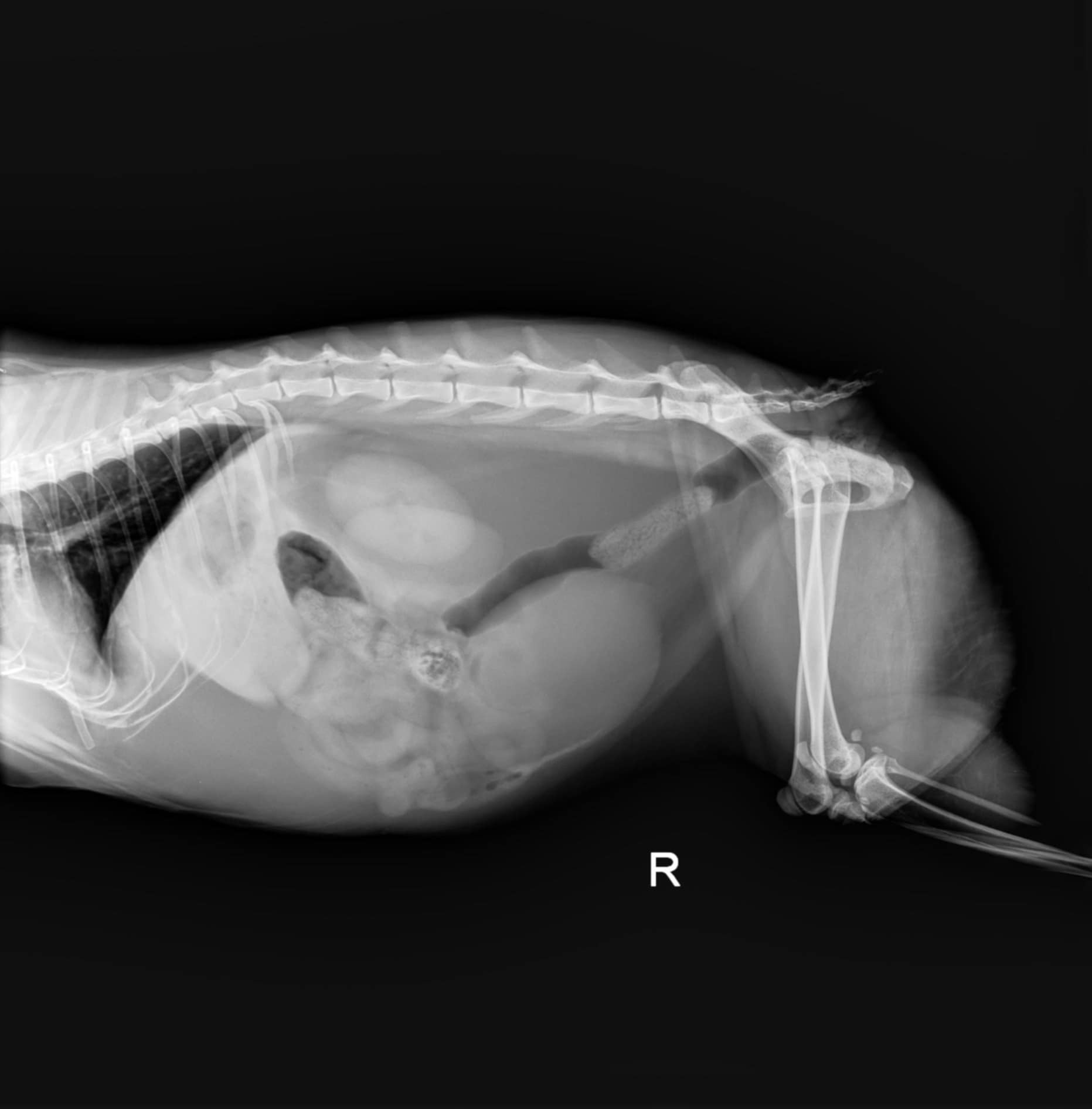 Save Shadow: Emergency Vet Needed campaign photo, 2 of 8
