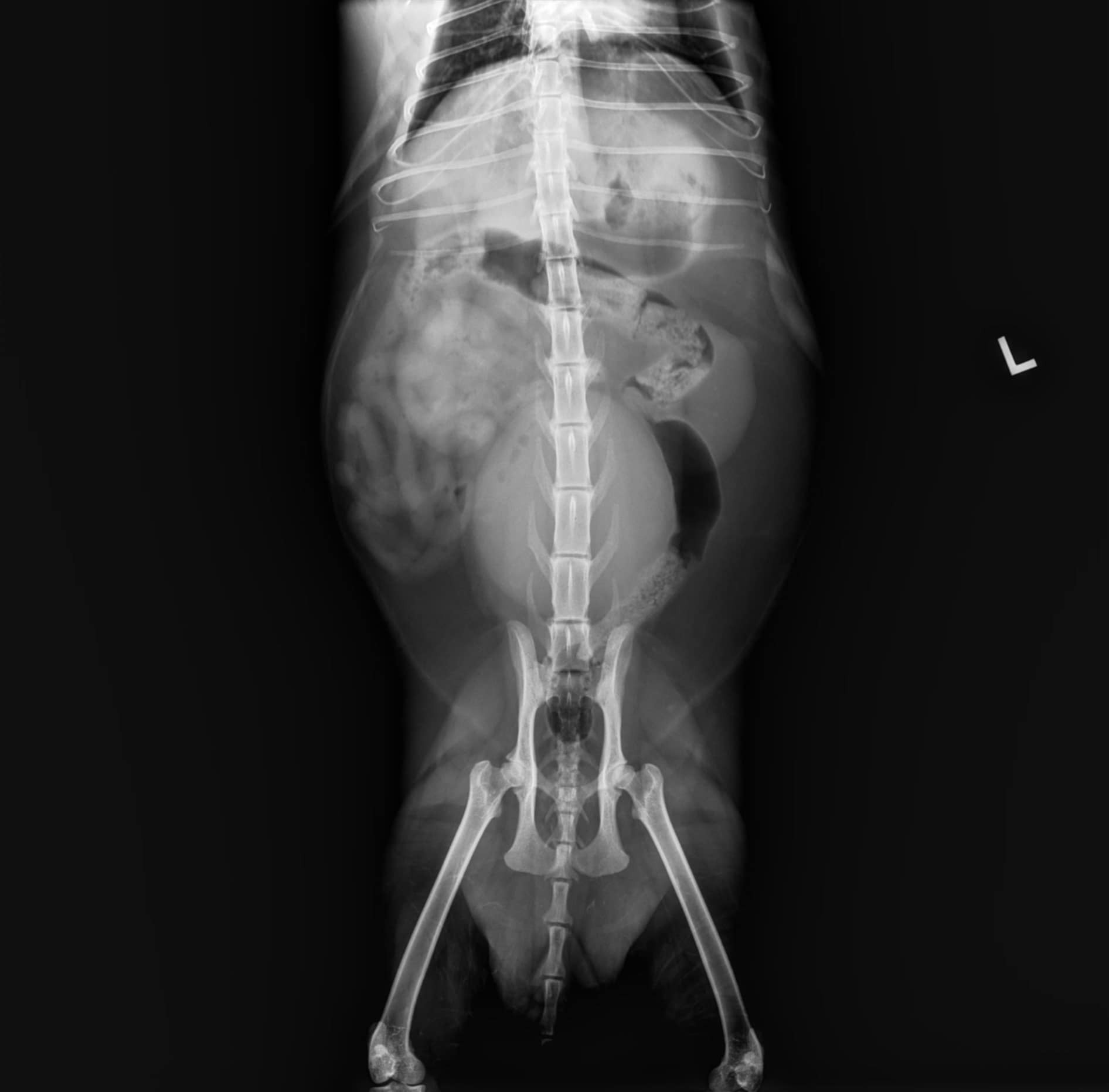 Save Shadow: Emergency Vet Needed campaign photo, 4 of 8