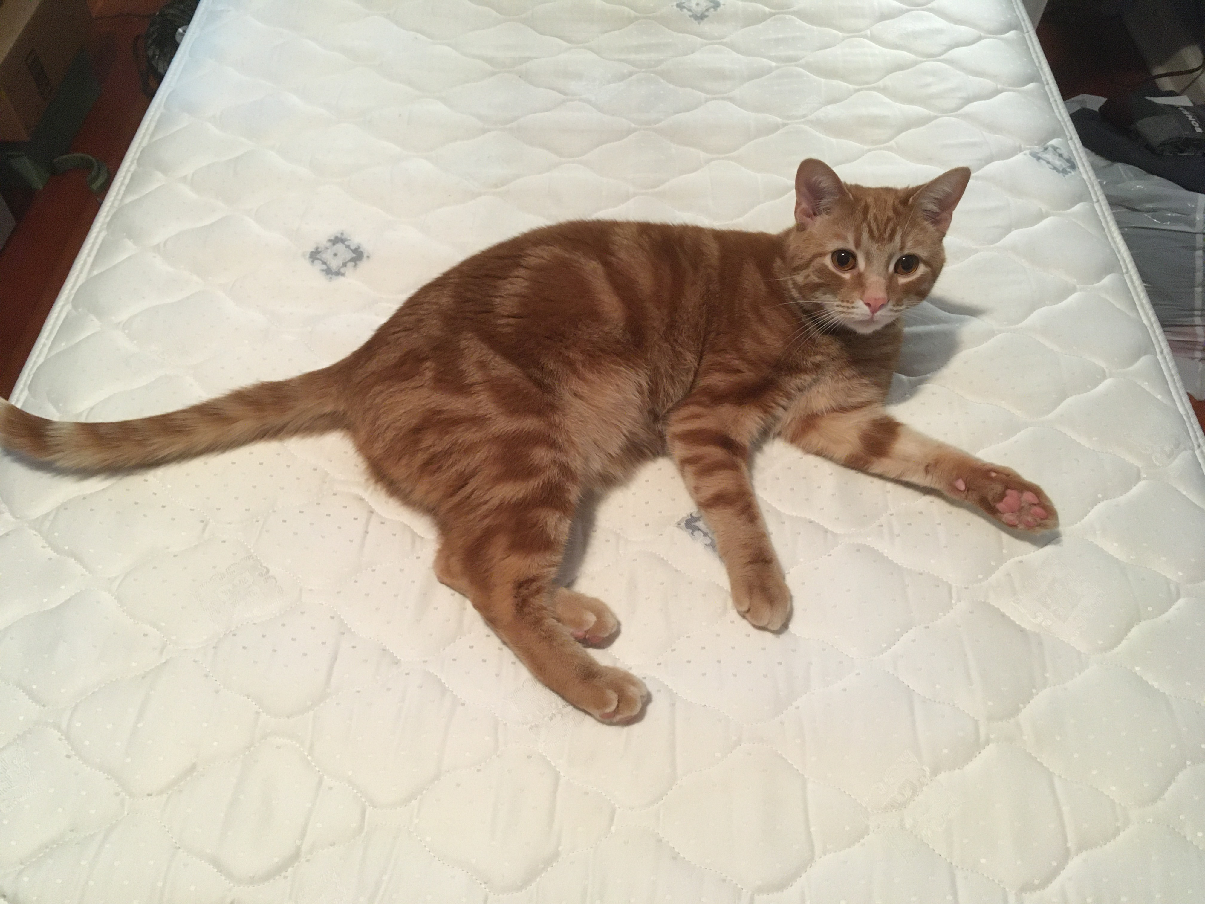 Donate to Chapel's Vet Care and Recovery campaign photo, 4 of 5