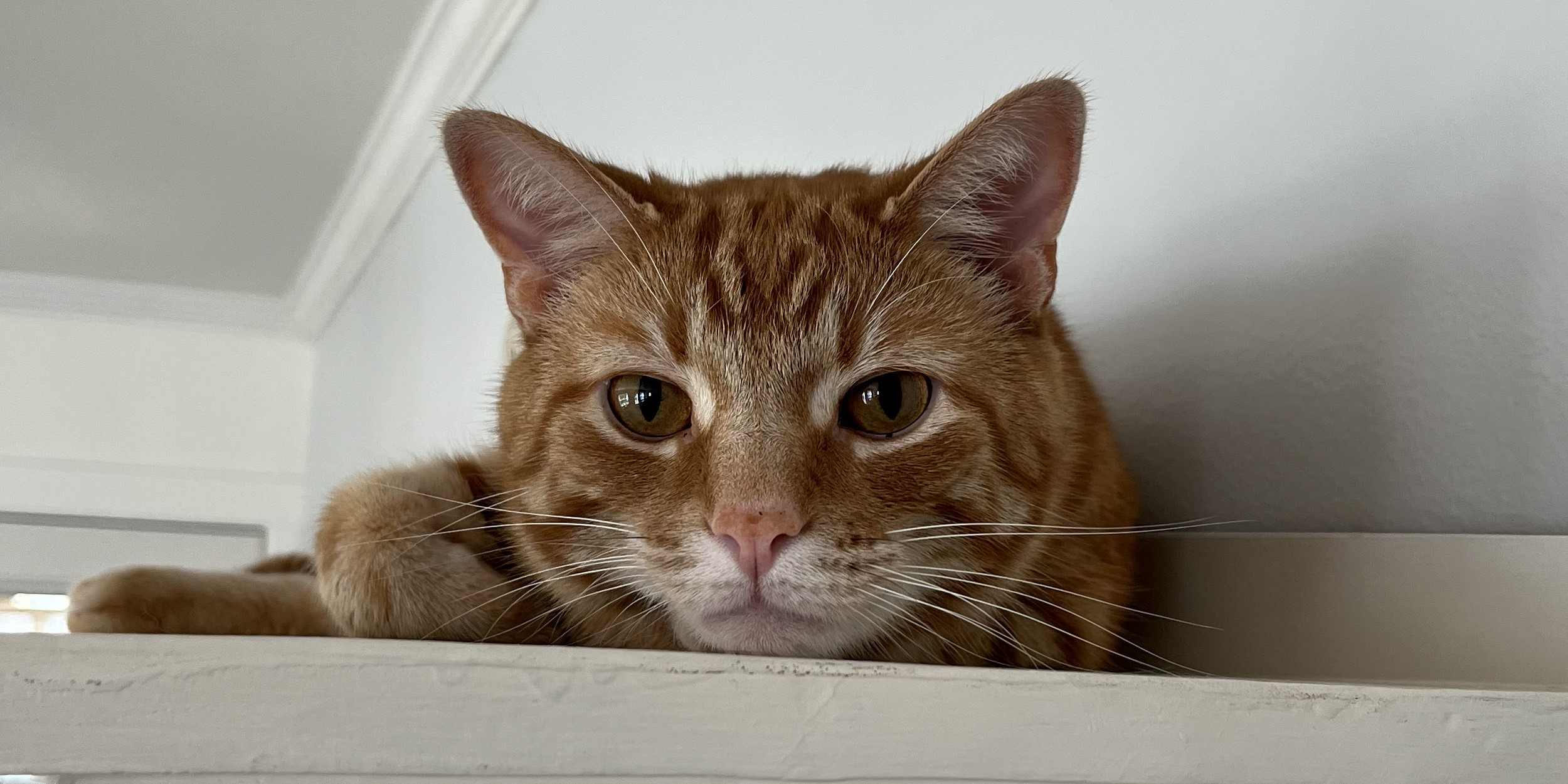 Donate to Chapel's Vet Care and Recovery campaign photo, 2 of 5
