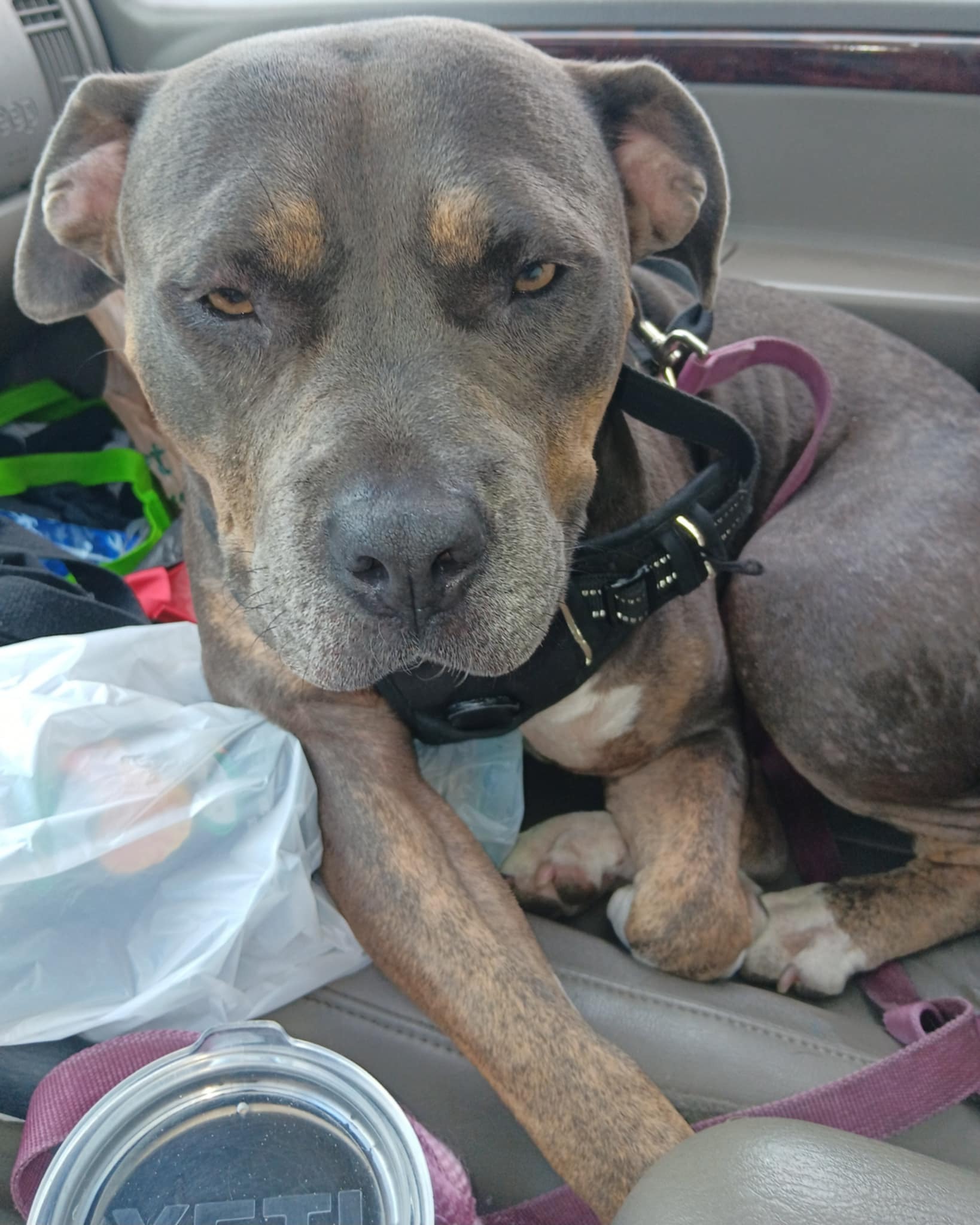 help for care of Becky's dogs campaign photo, 4 of 6