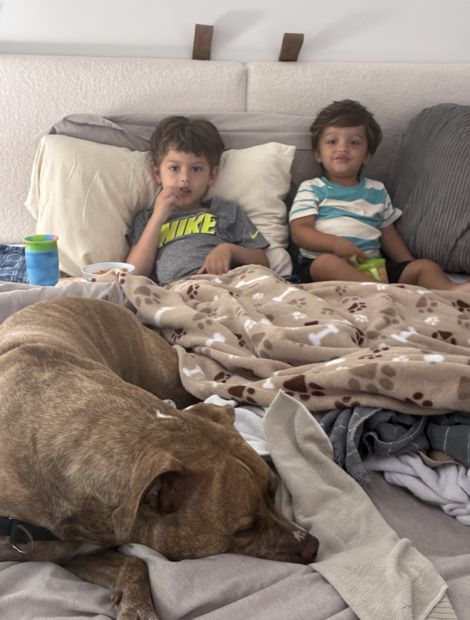 Help Bashful Walk Without Pain - Emergency Surgery campaign photo, 2 of 8