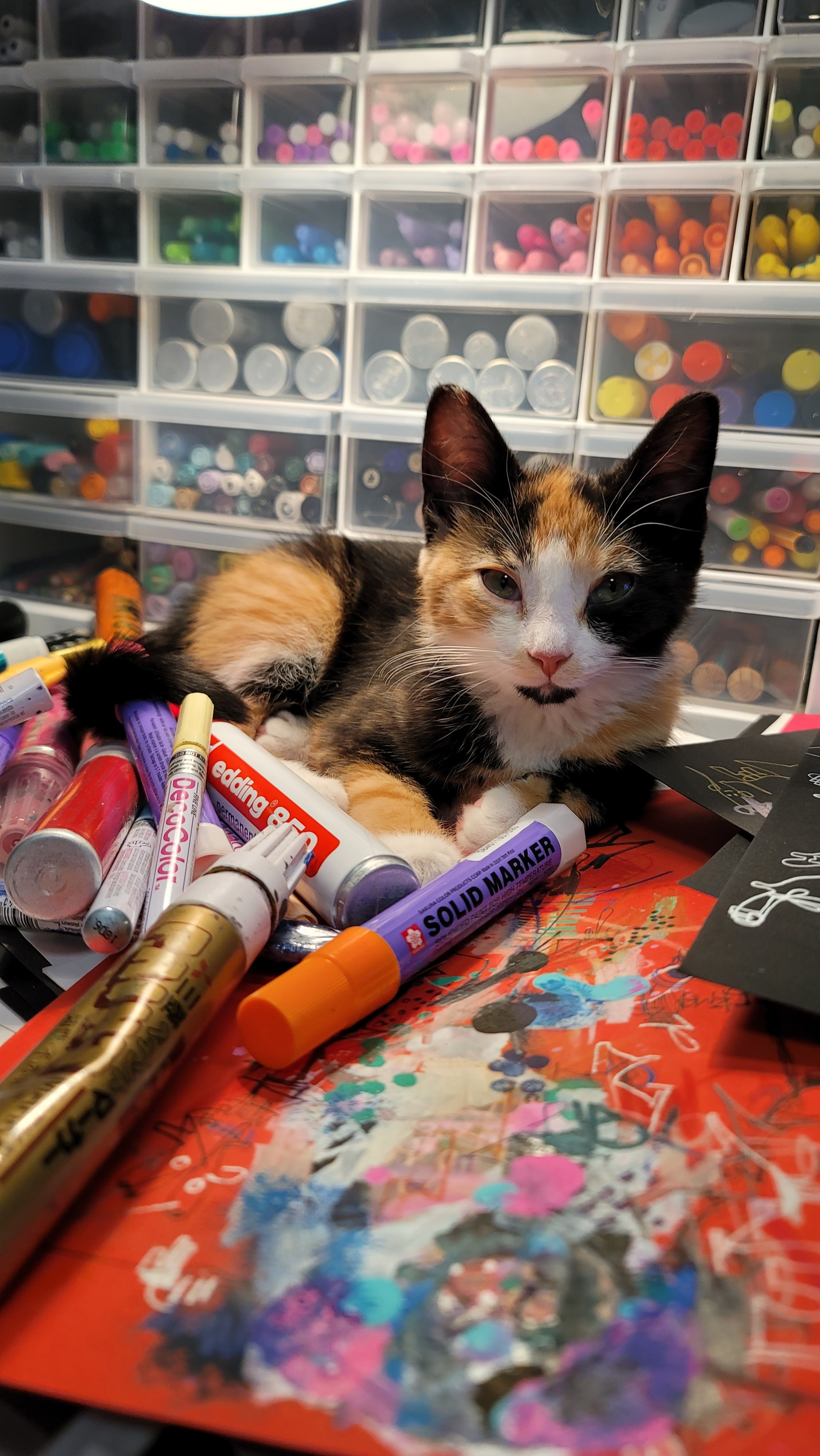Help Slayer the Cat's Healing and Surgery campaign photo, 2 of 8