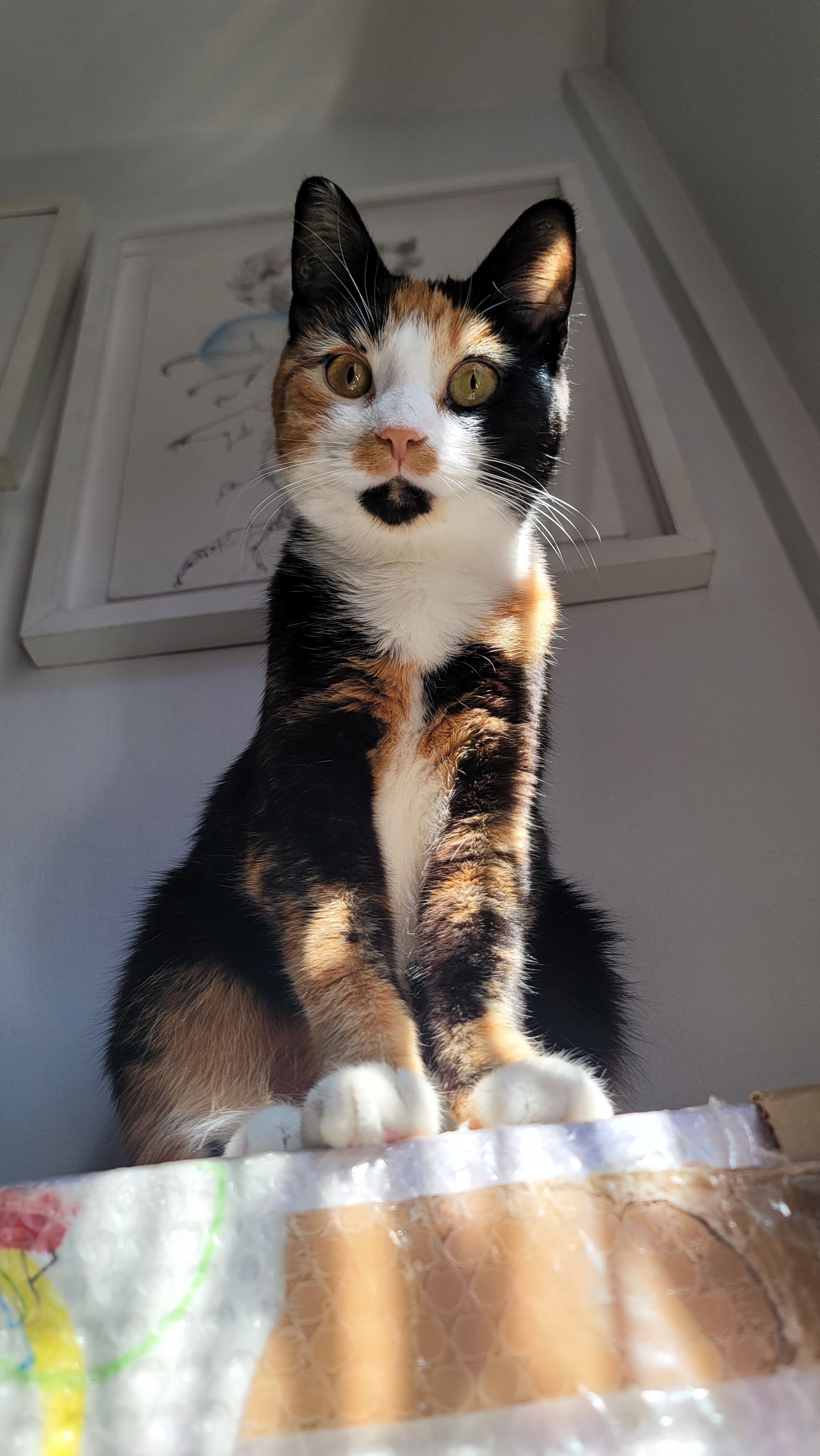 Help Slayer the Cat's Healing and Surgery campaign photo, 5 of 8