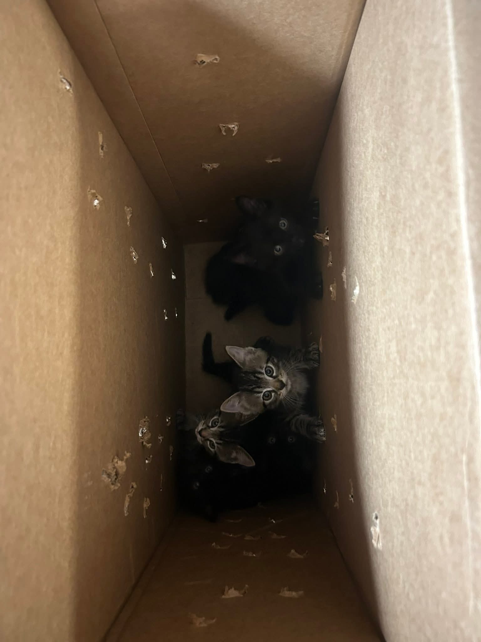 Help 6 Kittens Abandoned at St Vinnies campaign photo, 2 of 4