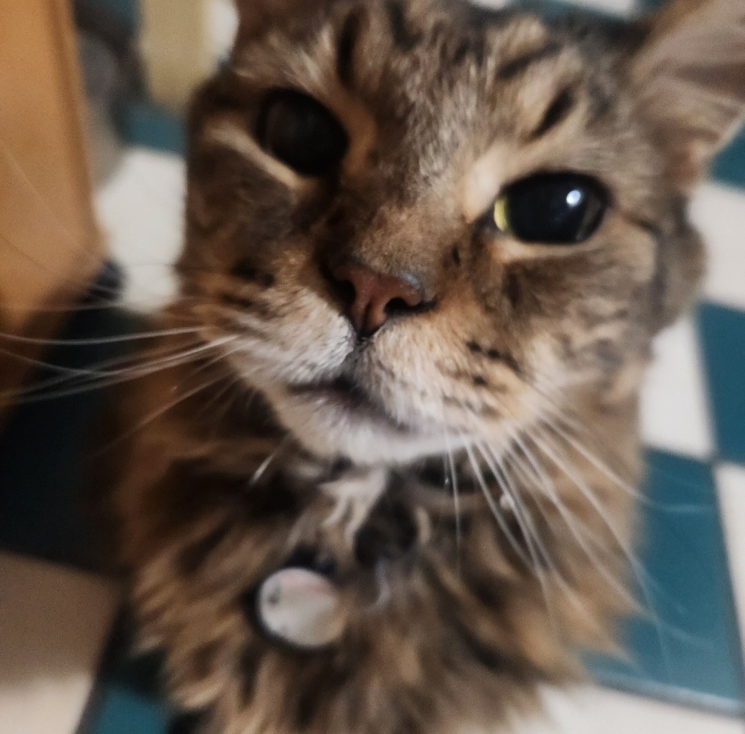 Help save Kenshins life - Urgent care needed campaign photo, 7 of 8