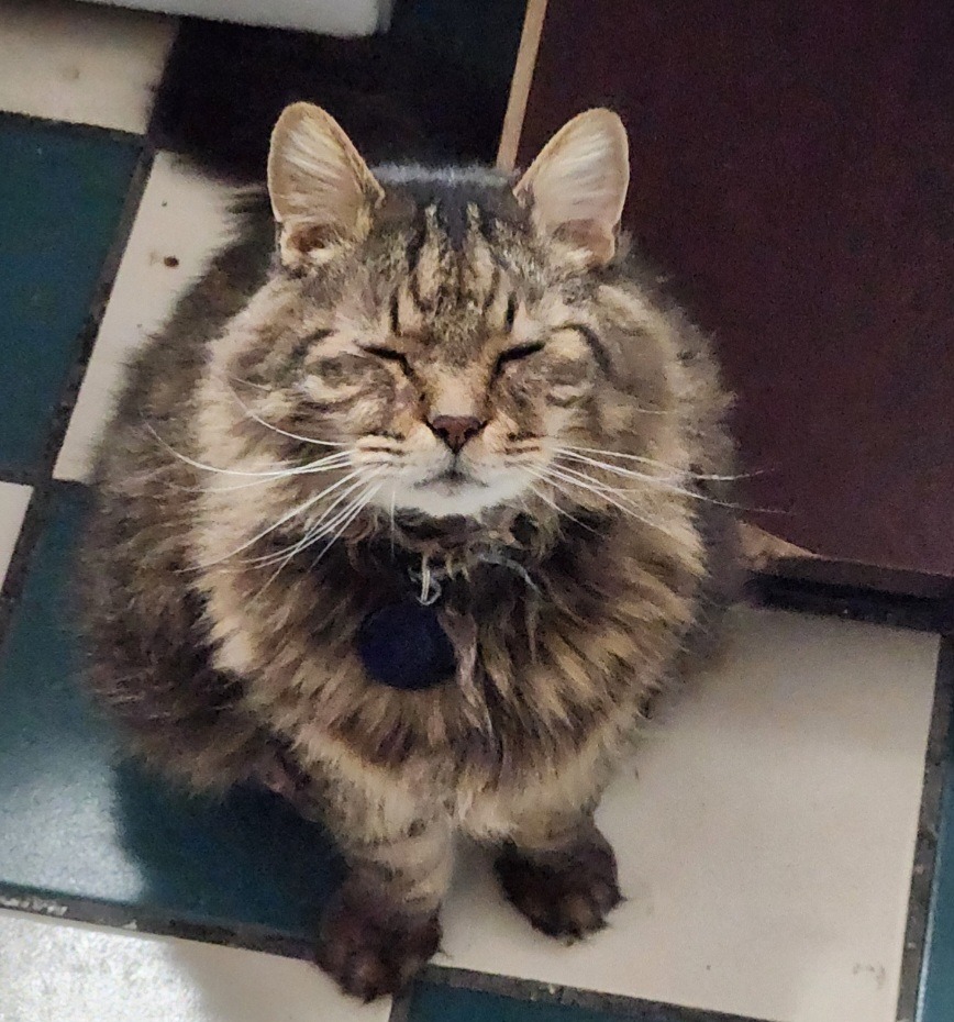 Help save Kenshins life - Urgent care needed campaign photo, 2 of 8