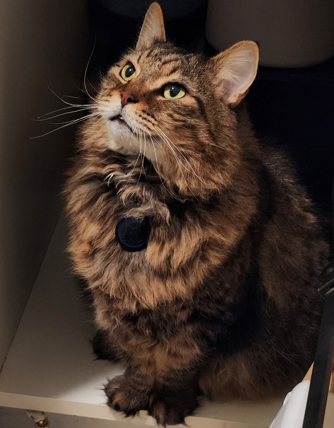 Help save Kenshins life - Urgent care needed campaign photo, 4 of 8