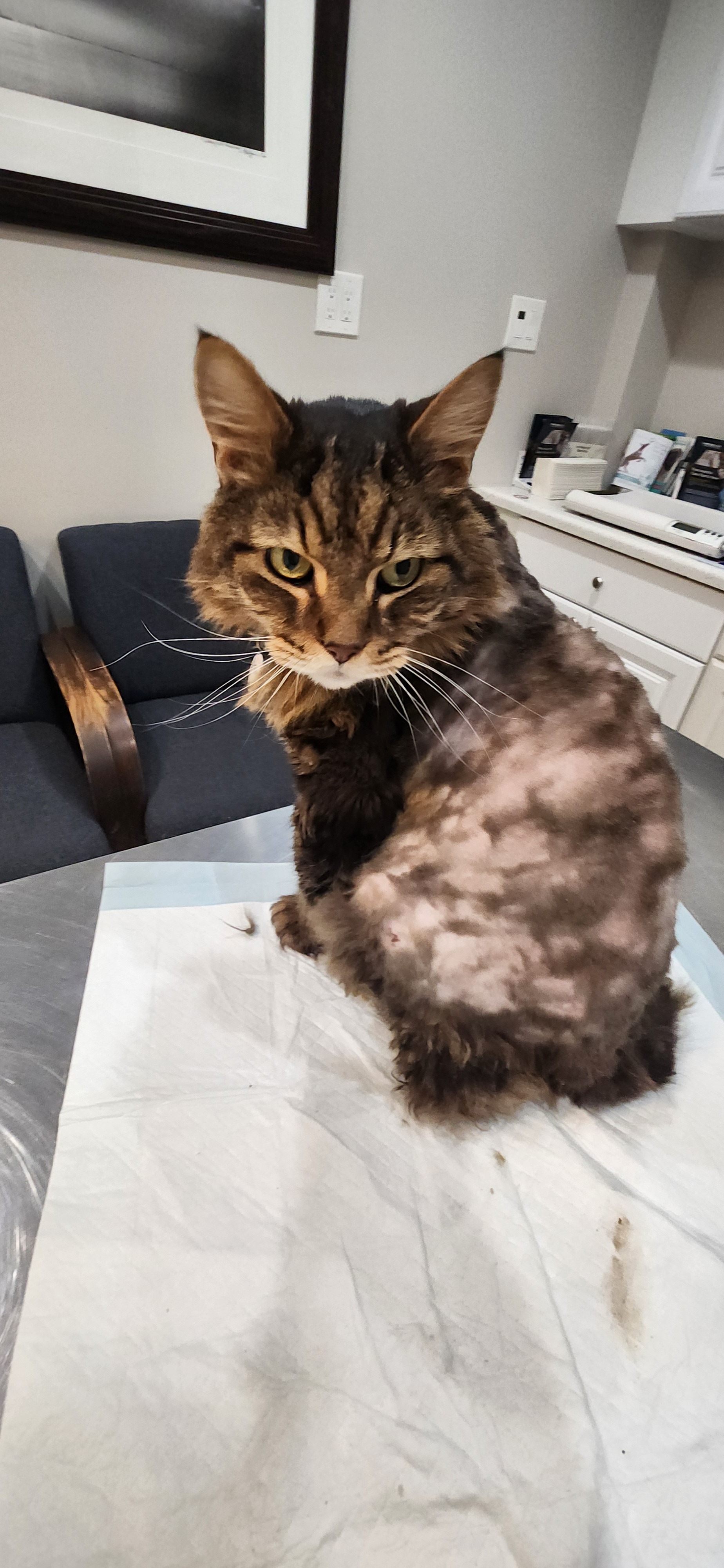 Help save Kenshins life - Urgent care needed campaign photo, 6 of 8