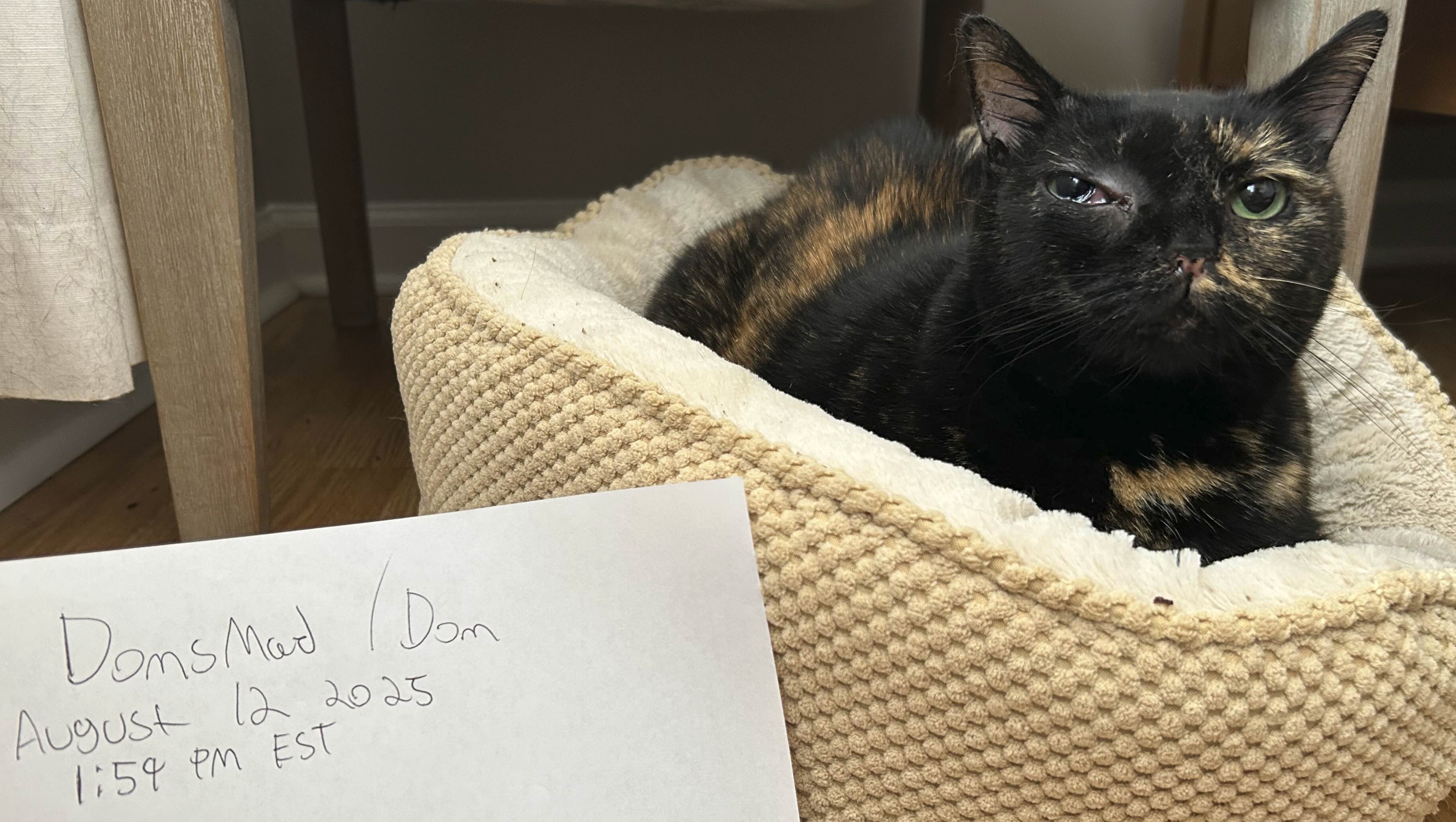 Bean's Final Goodbye & Vet Care photo