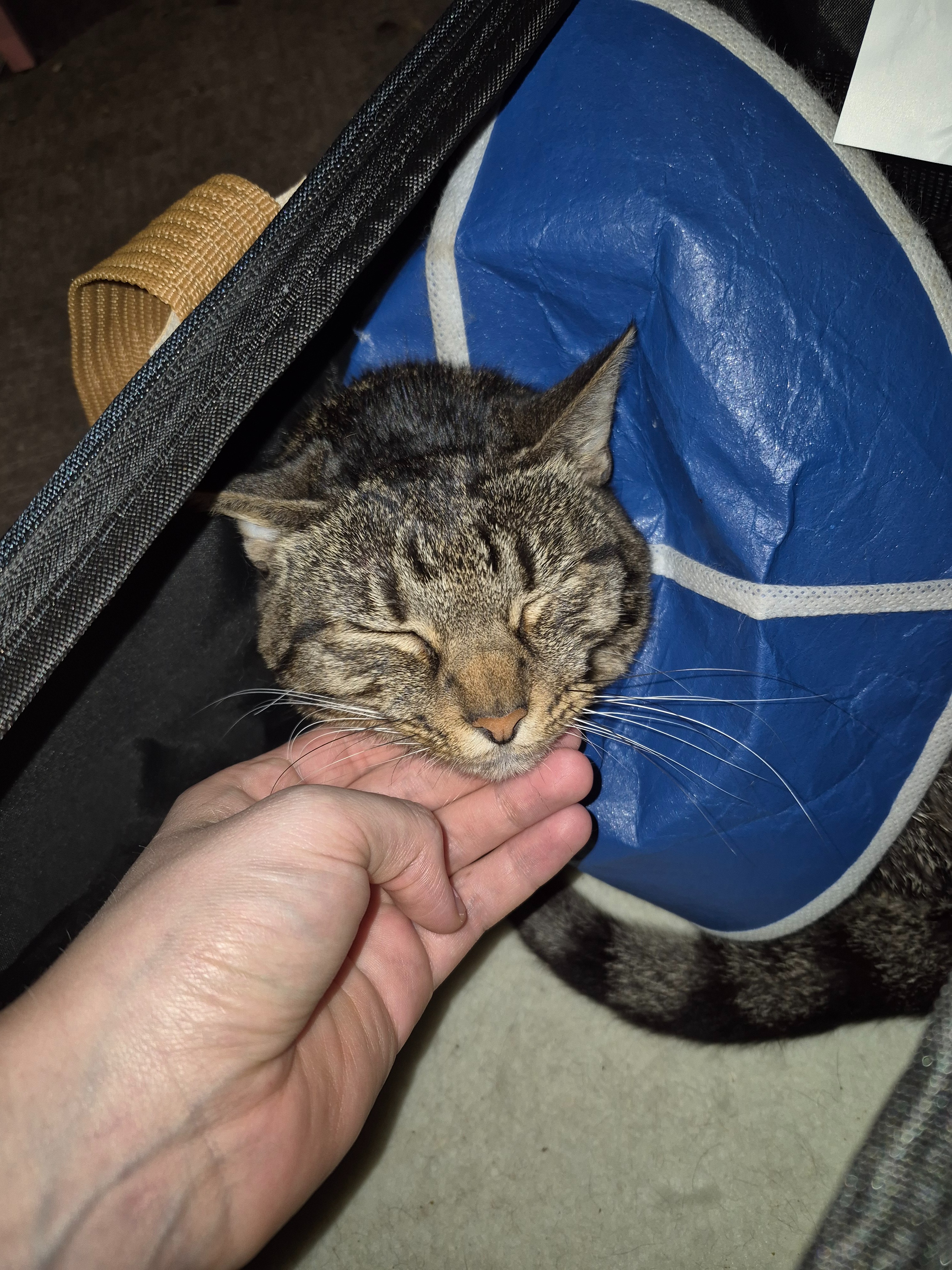 Help my Hernia'd Cat :( campaign photo, 6 of 7