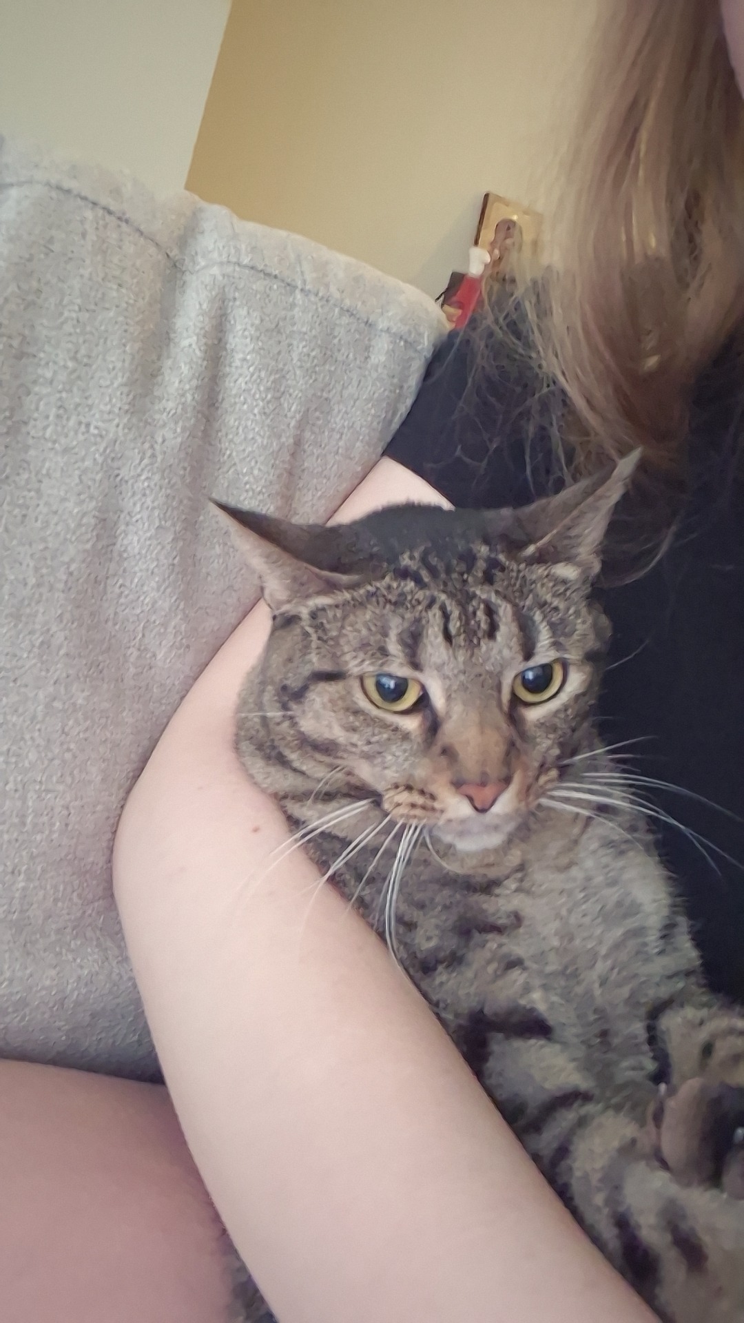 Help my Hernia'd Cat :( campaign photo, 2 of 7