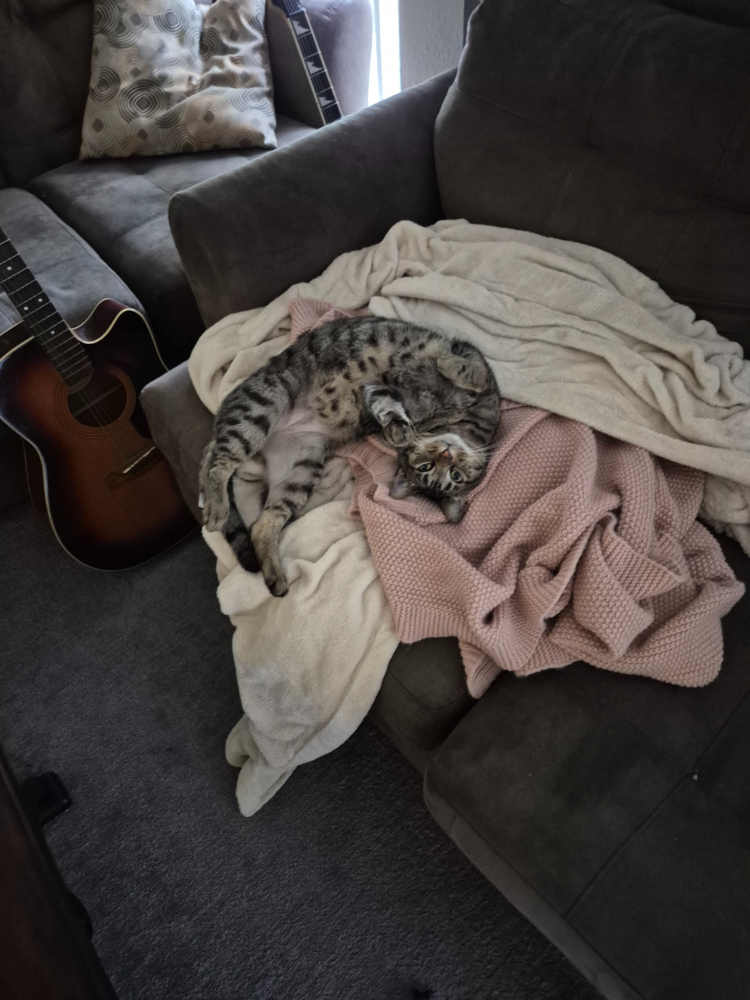 Help my Hernia'd Cat :( campaign photo, 4 of 7