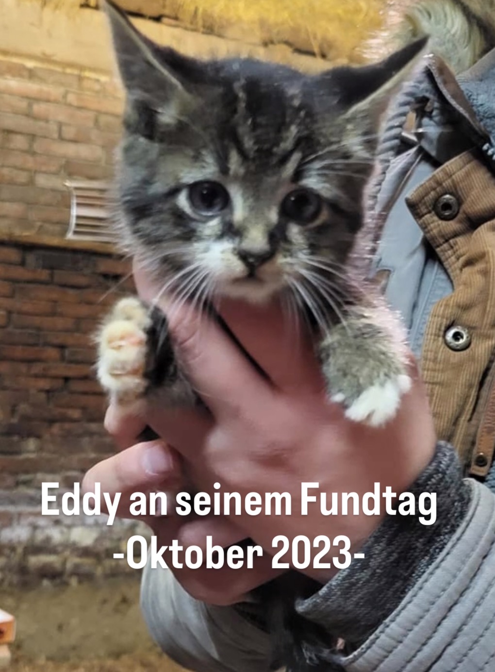 Rettet Eddy - Vom Wegwerf-Kätzchen zum Kämpfer campaign photo, 4 of 6