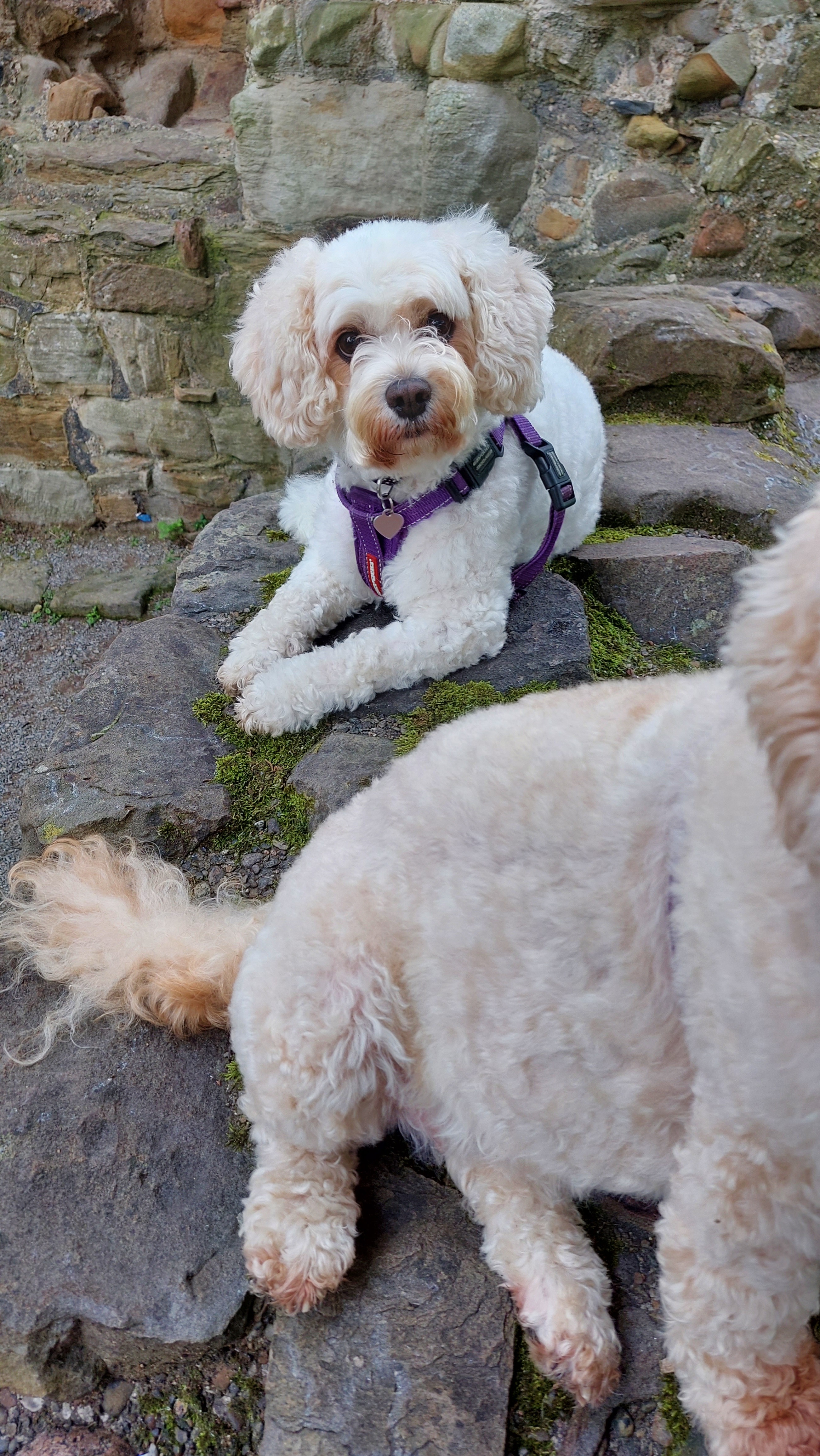 Costs involved after my dog was attacked and killed campaign photo, 7 of 8