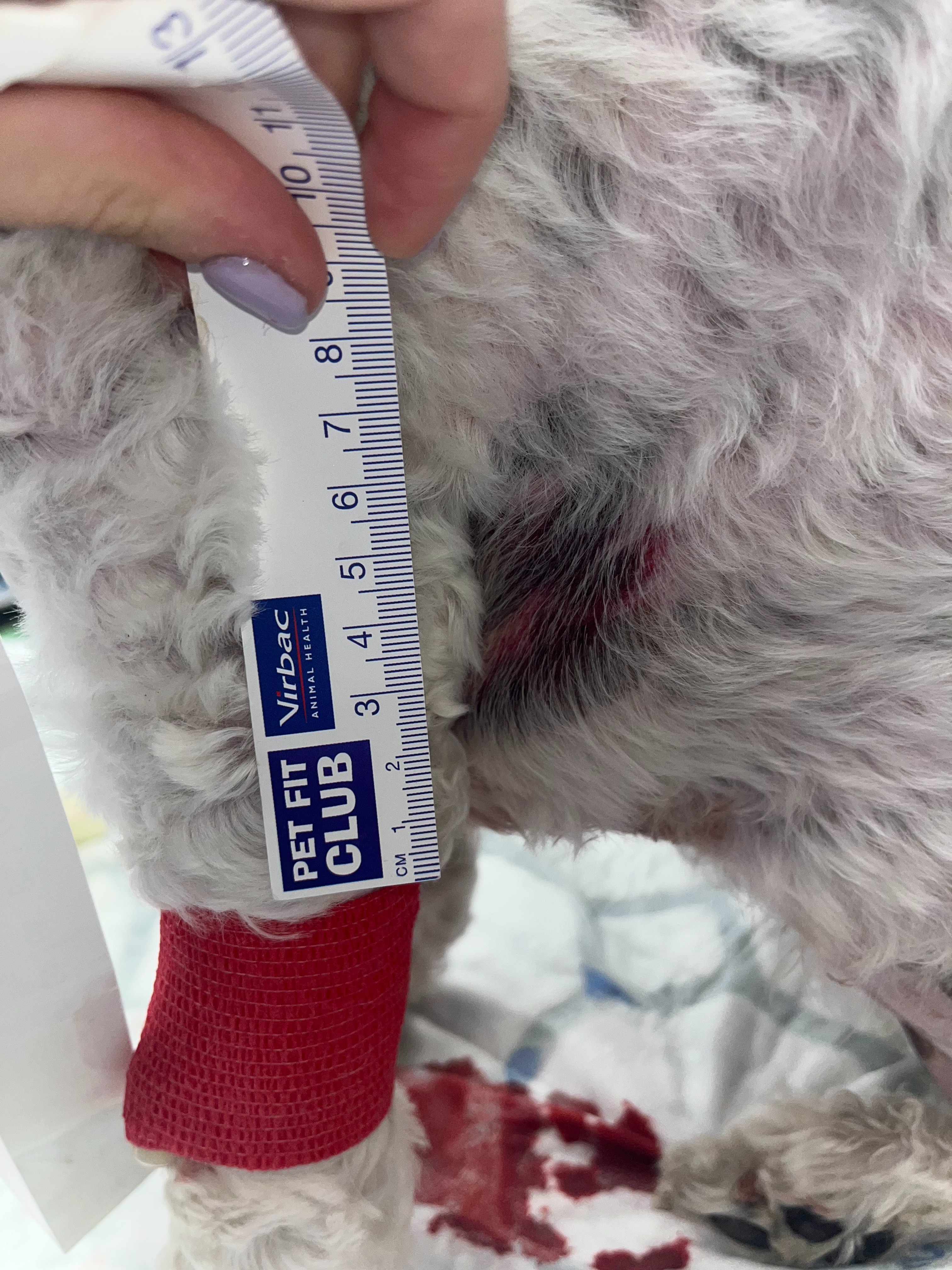 Costs involved after my dog was attacked and killed campaign photo, 6 of 8