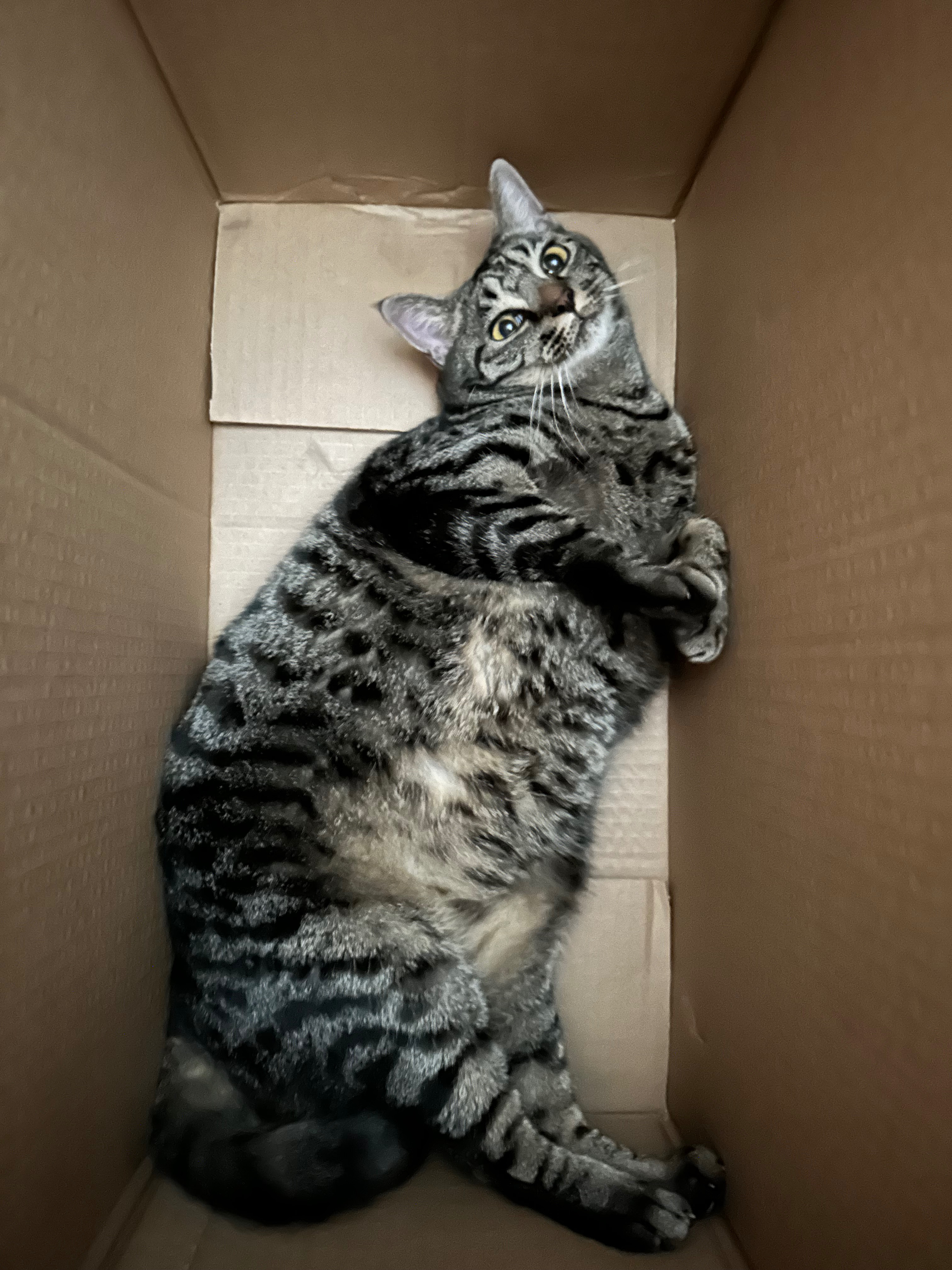 Support Linus the Cat’s Emergency Vet Care campaign photo, 7 of 8