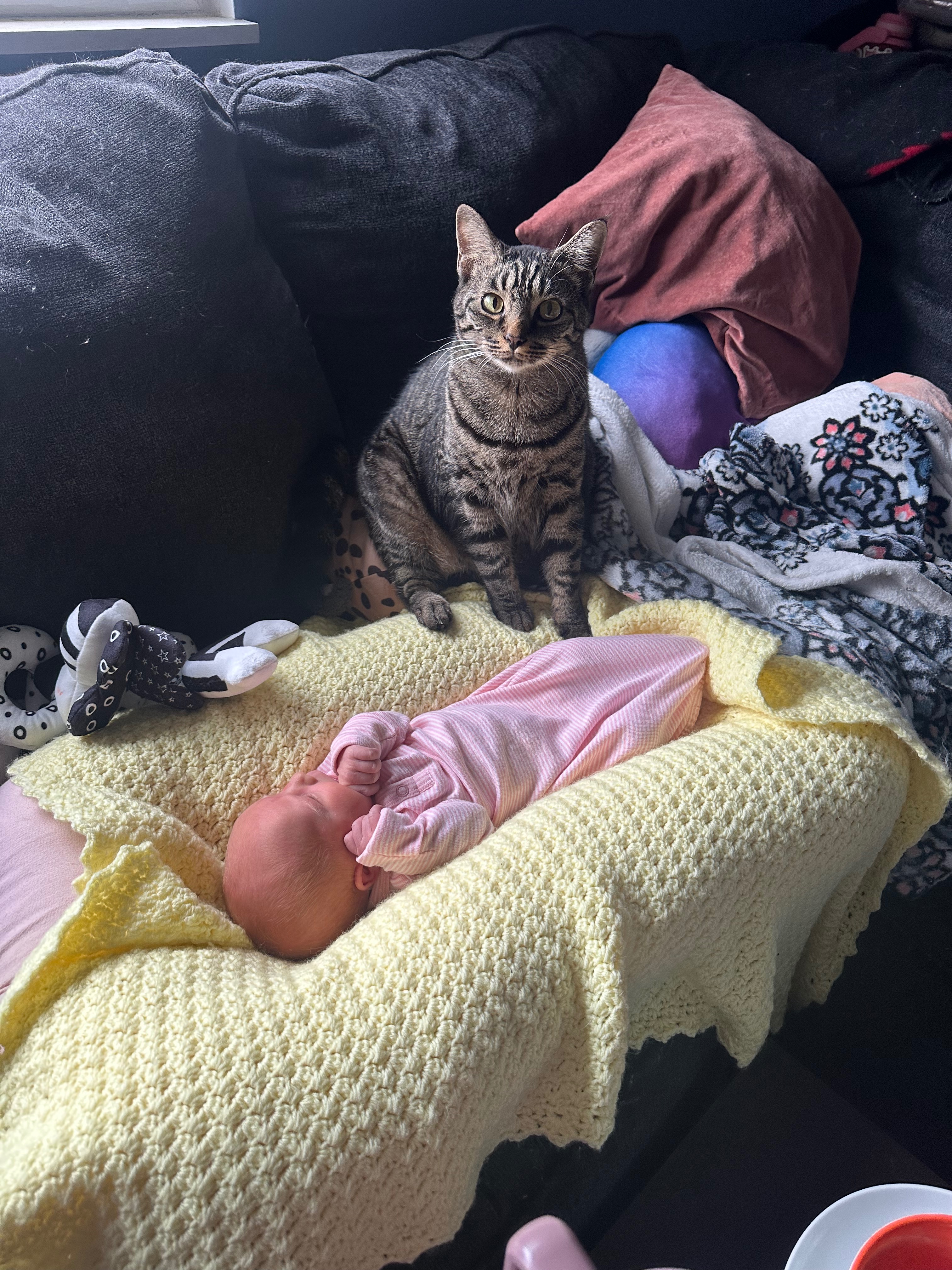 Support Linus the Cat’s Emergency Vet Care campaign photo, 2 of 8