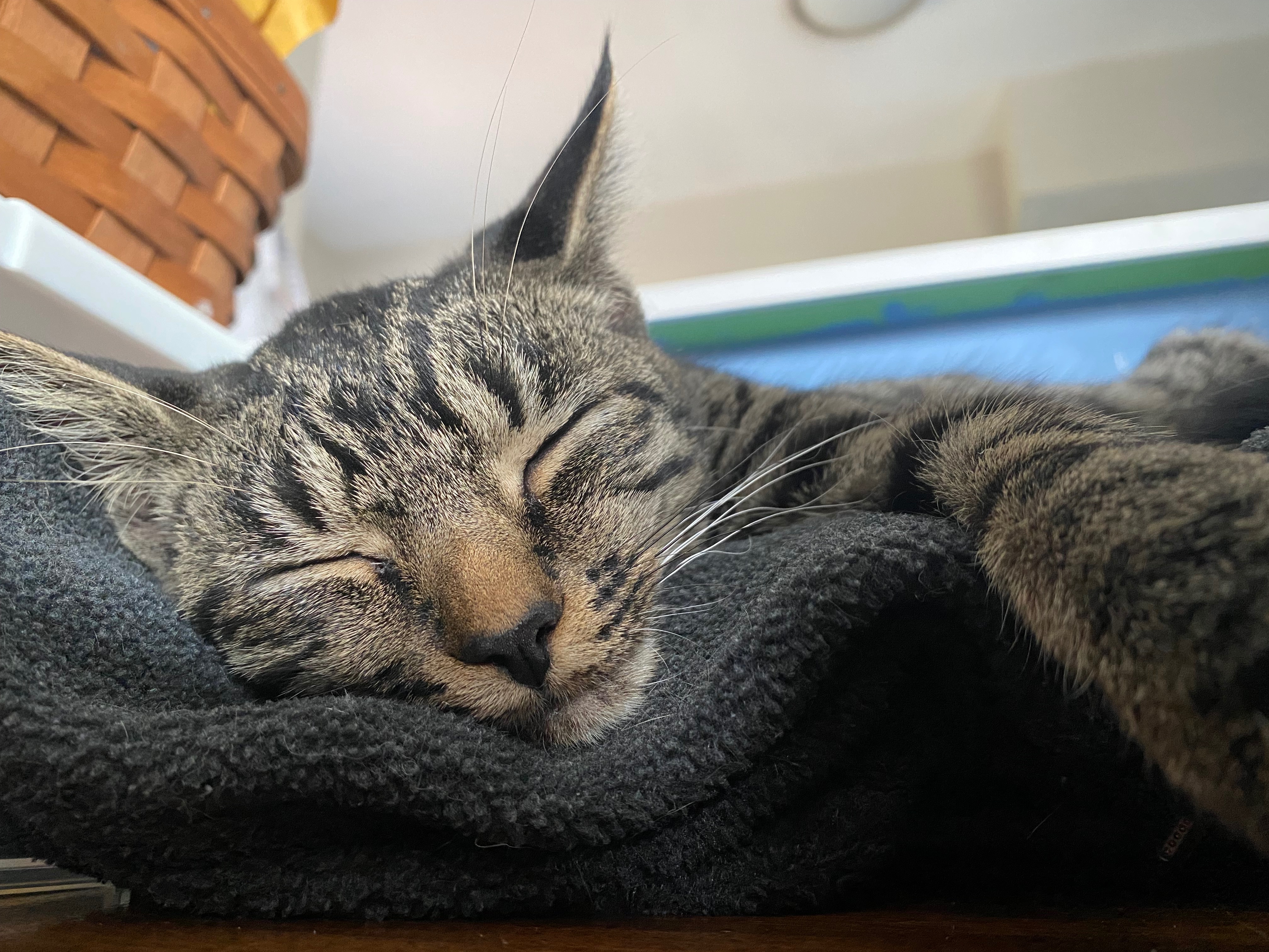 Support Linus the Cat’s Emergency Vet Care campaign photo, 6 of 8