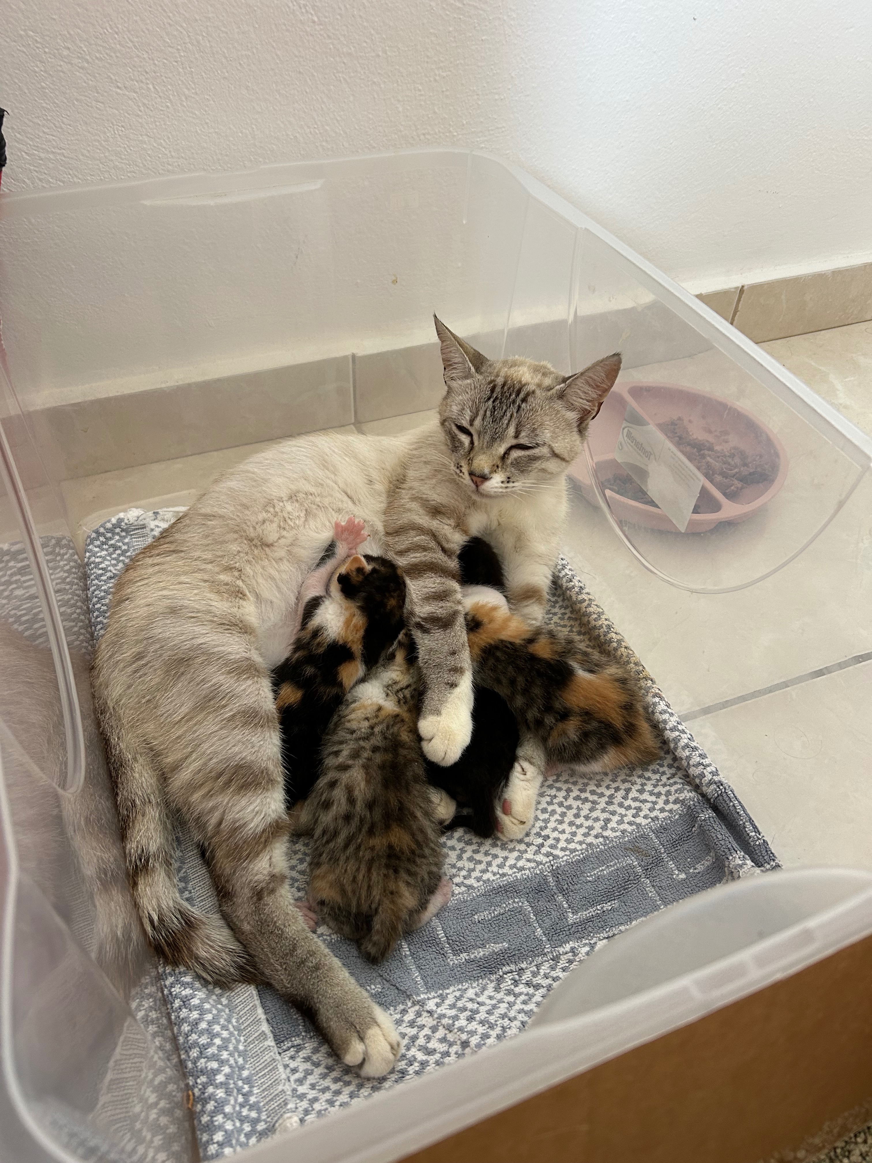 Bring Tzatziki & her babies to the UK and save cats campaign photo, 4 of 5